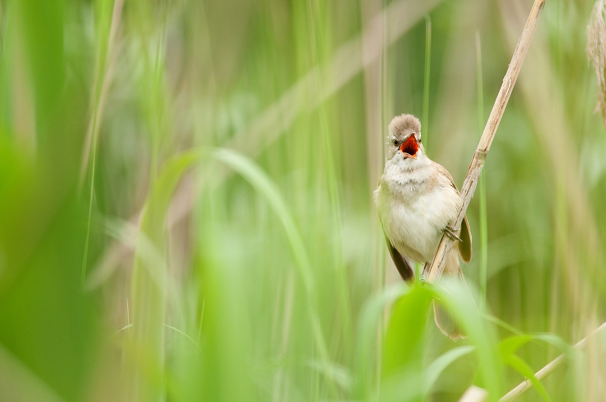 Warbler in the reeds