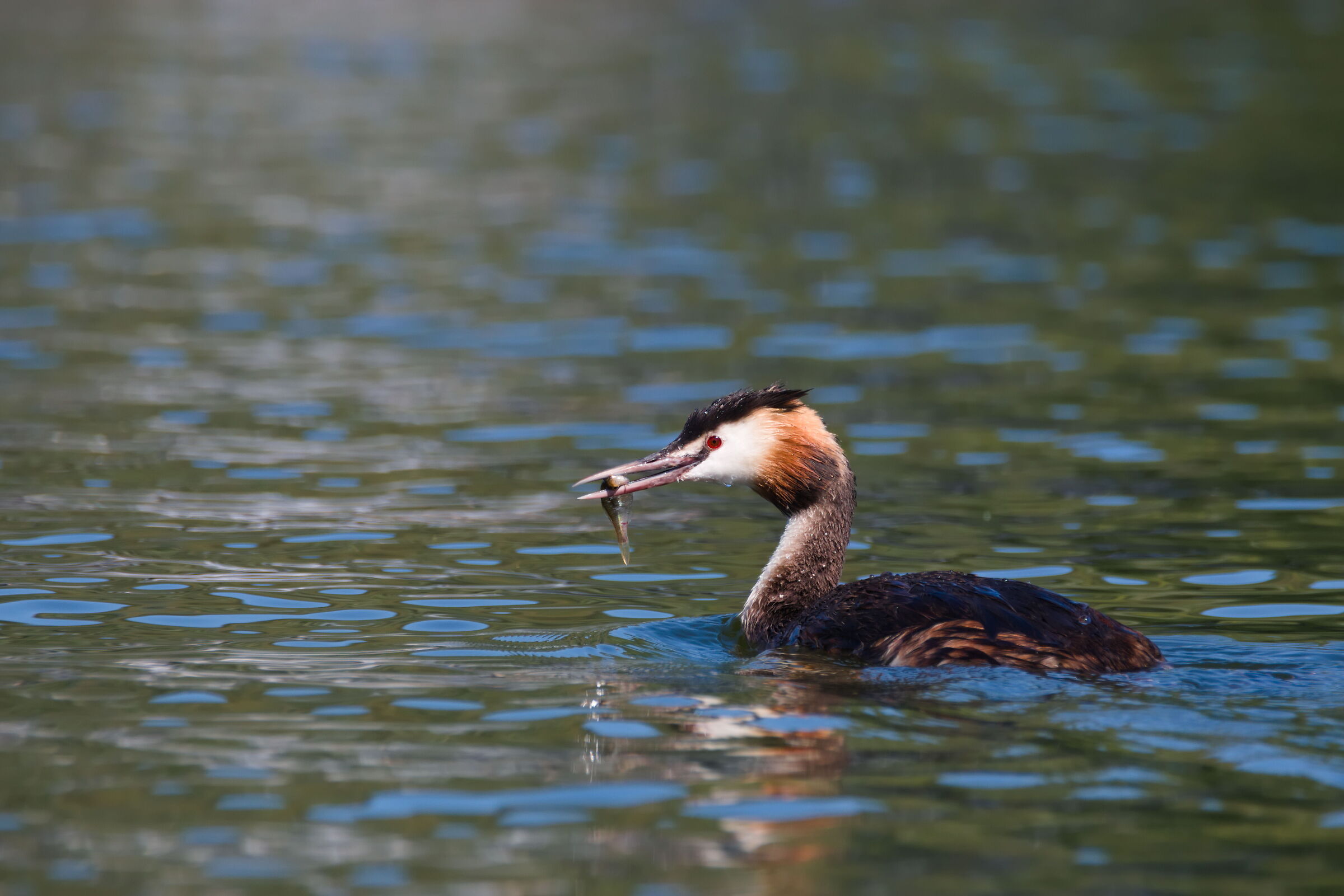 Great crested grebe