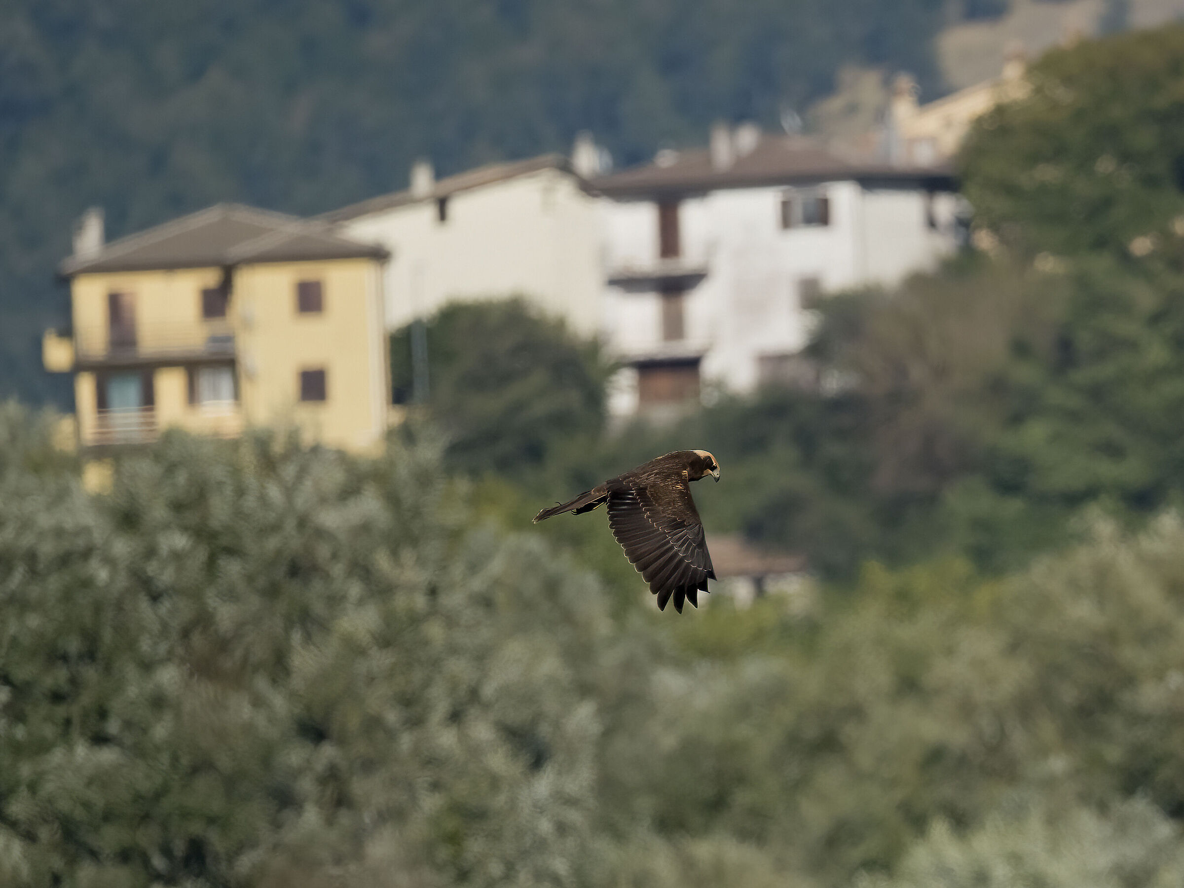 Marsh harrier hunting