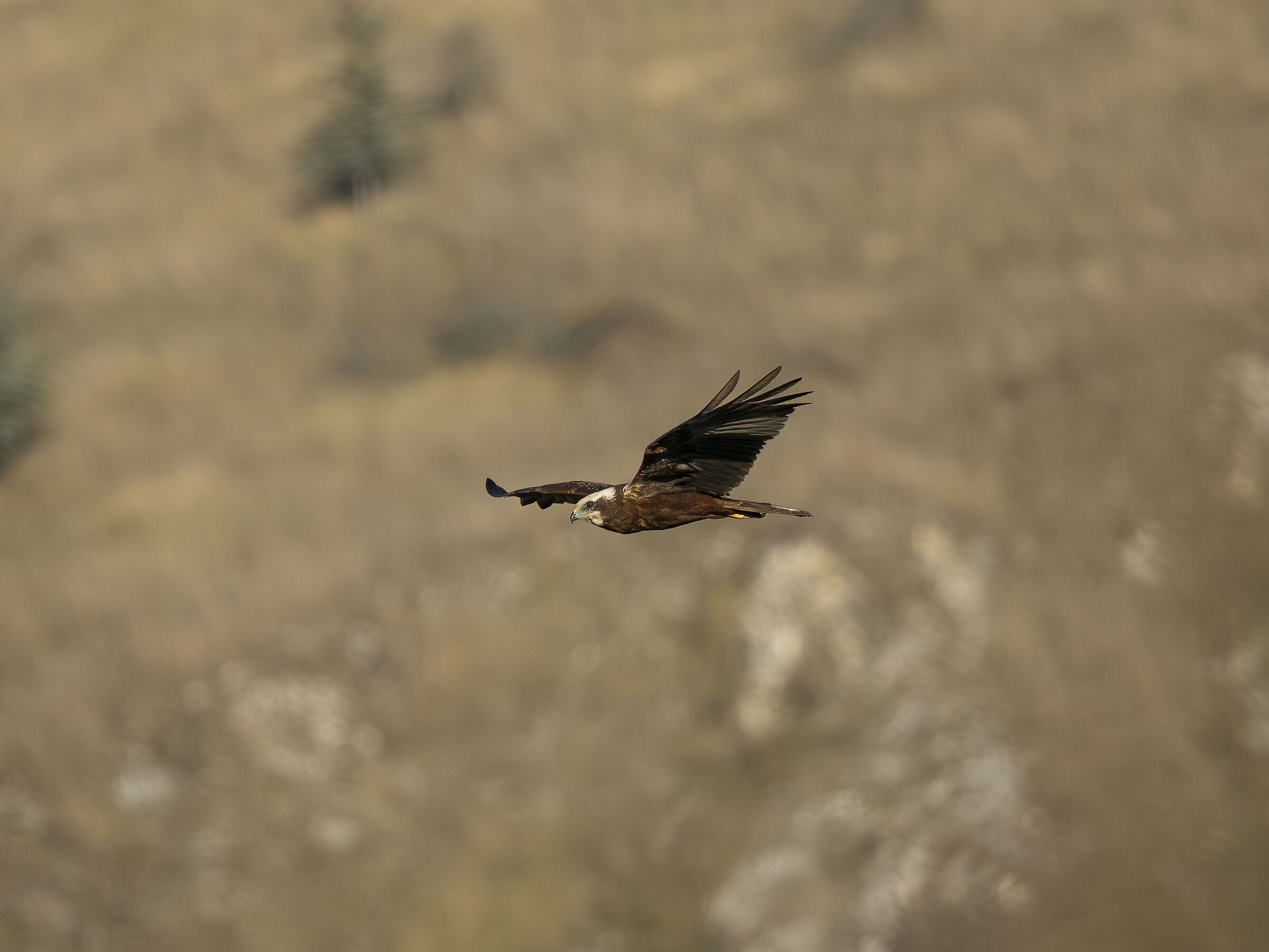 Marsh harrier