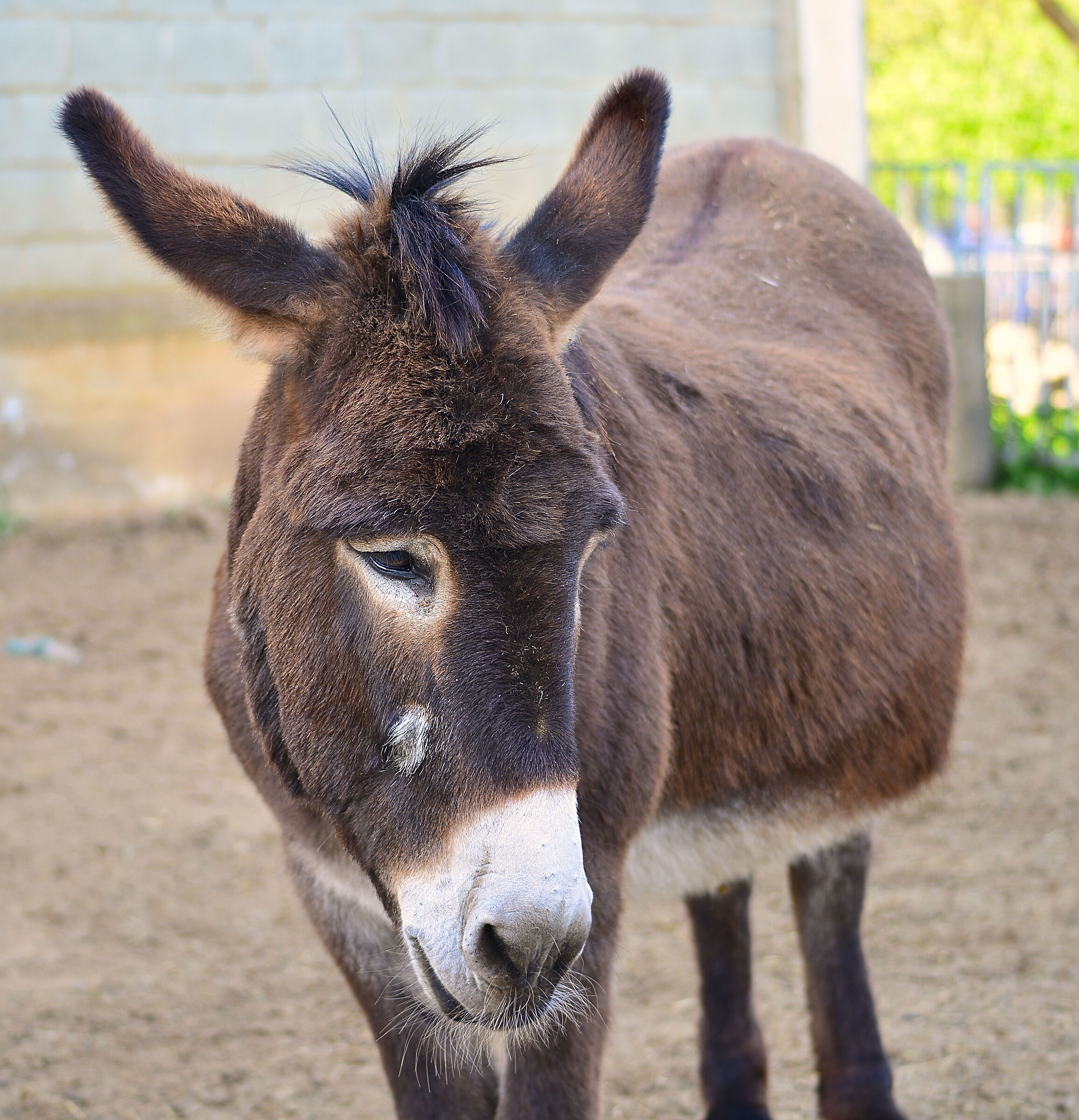 Who is that donkey who takes the picture?