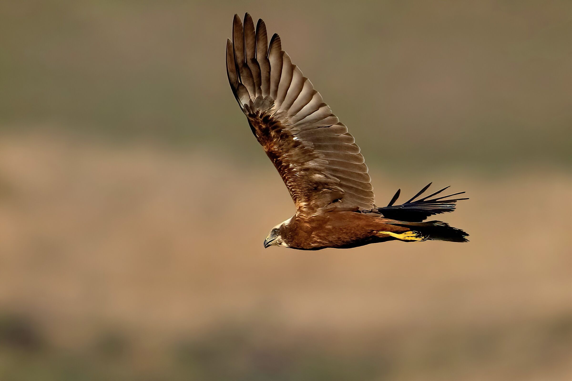 Falco di palude (Circus aeruginosus)