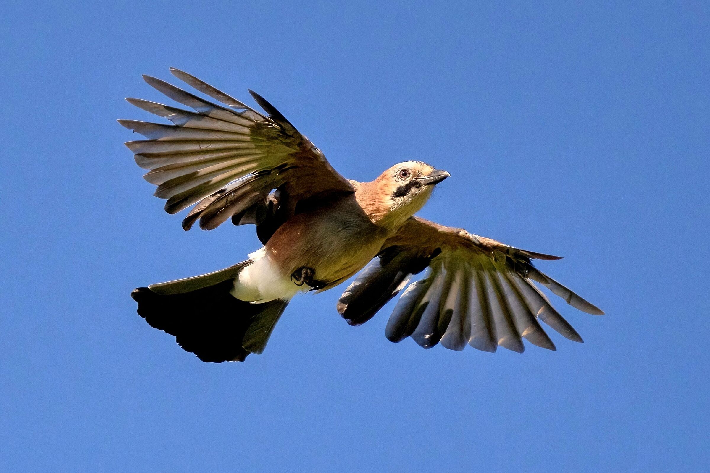 Ghiandaia (Garrulus glandarius)