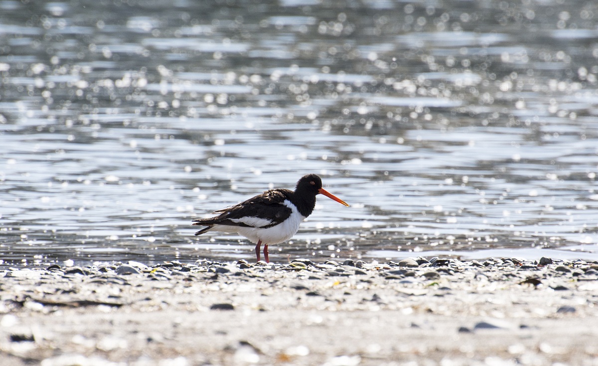 Oystercatcher
