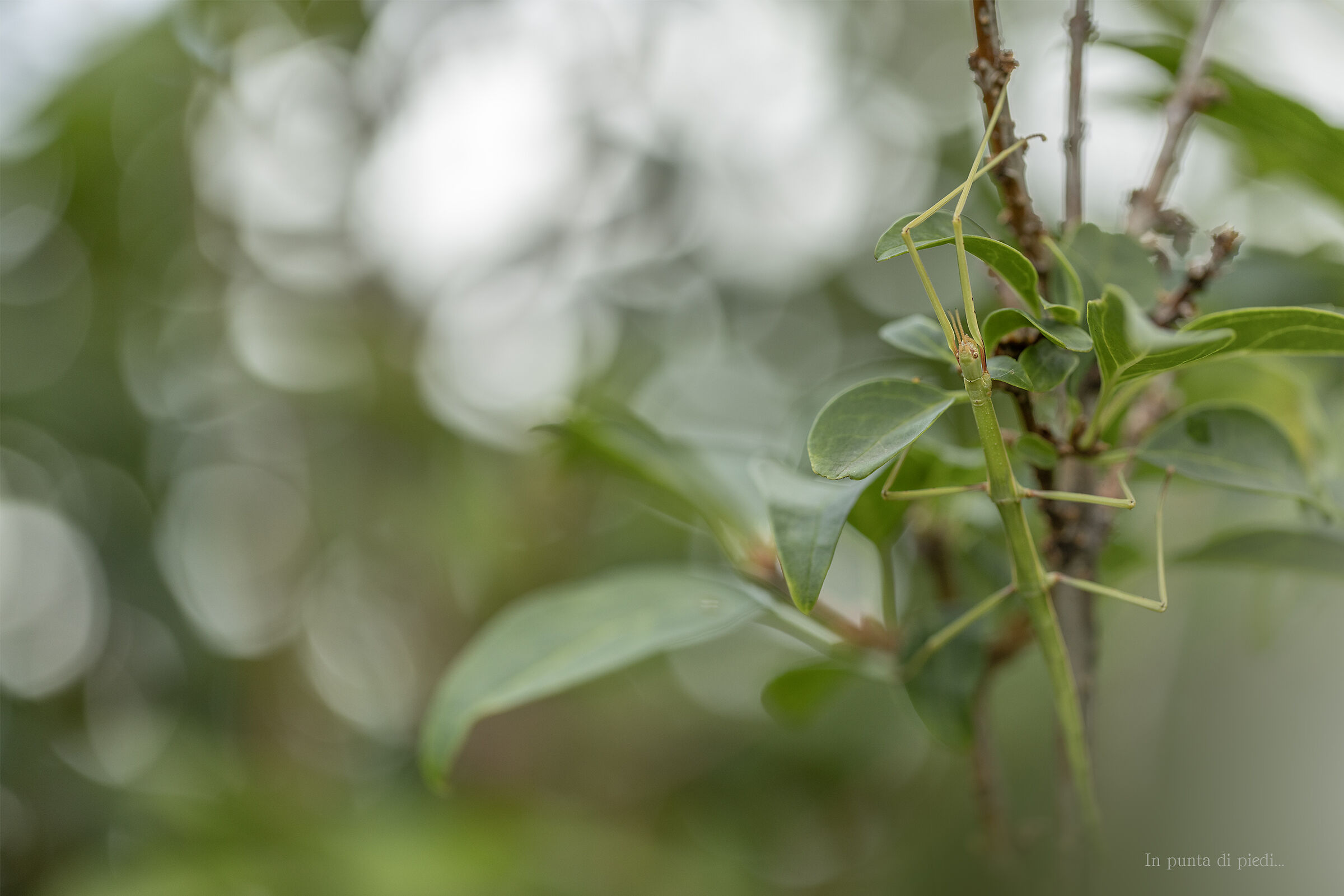 mimicry - The European stick insect - Bacillus rossius