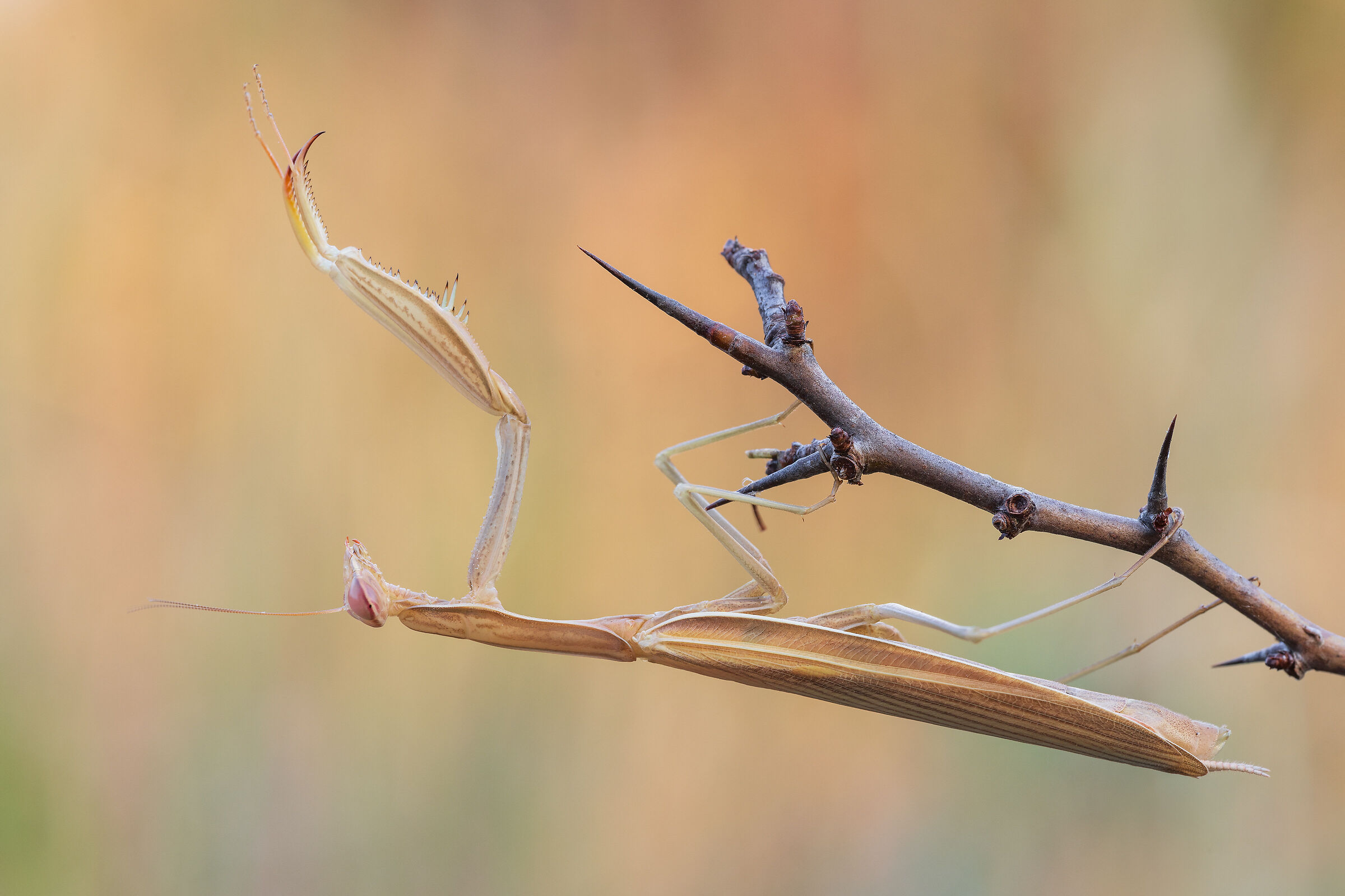 Praying mantis