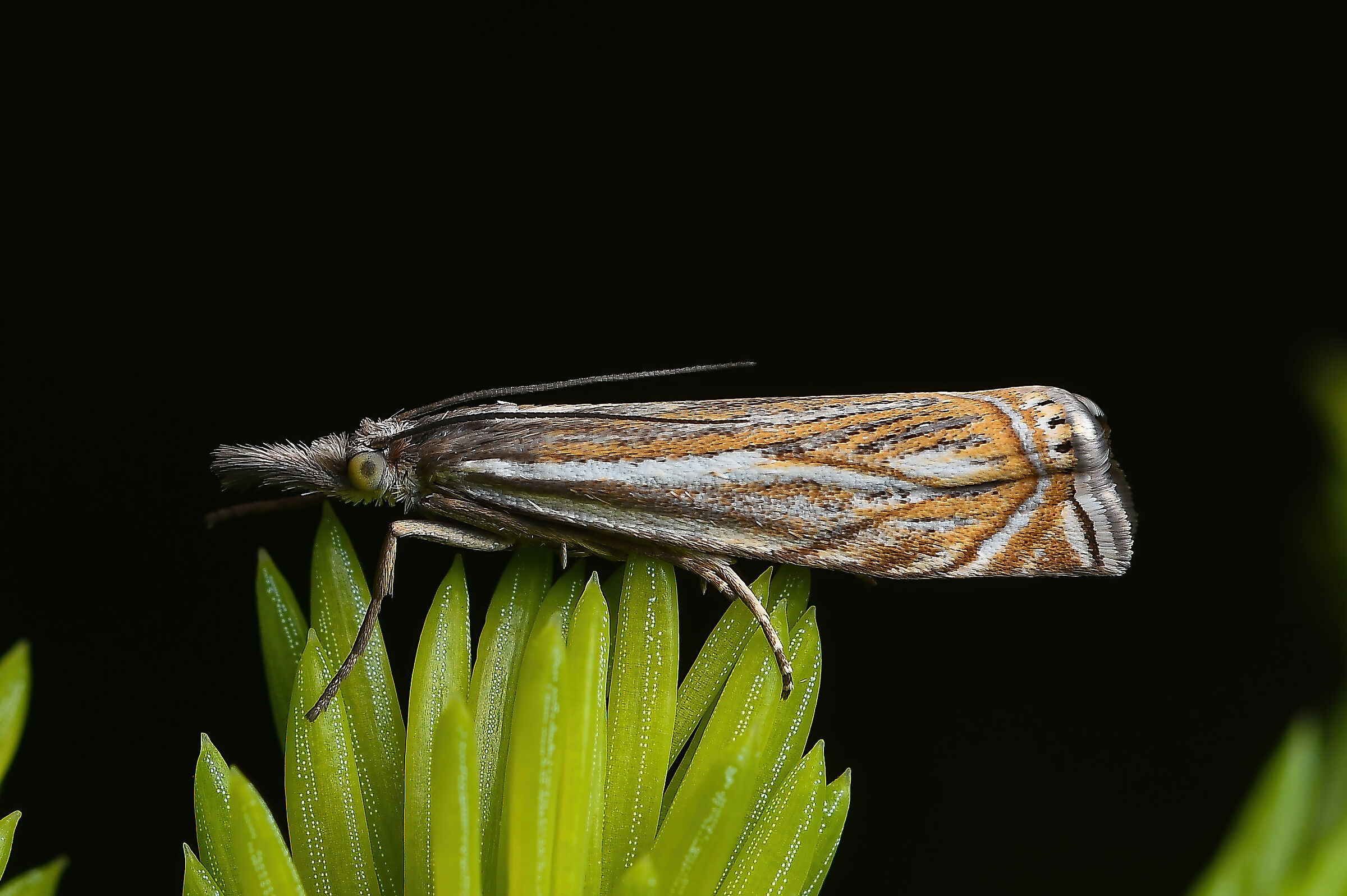 Crambus lathoniellus