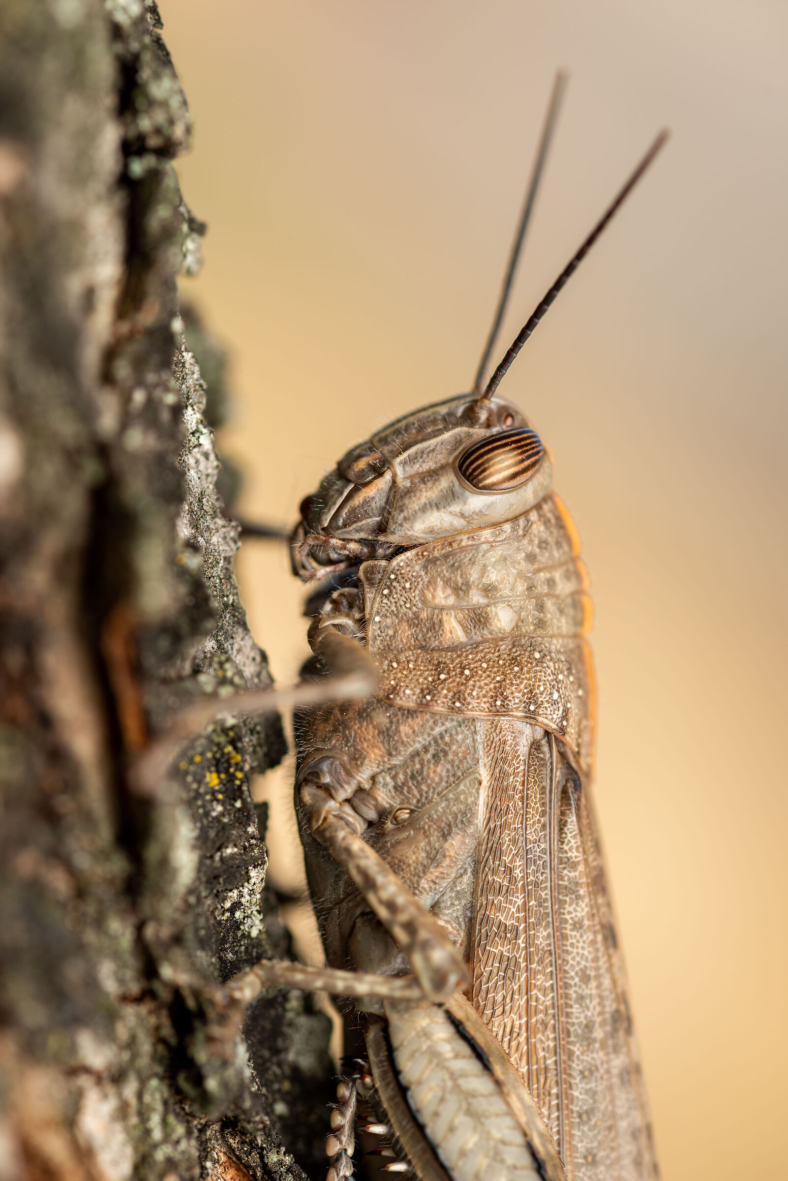 Anacridium aegyptium