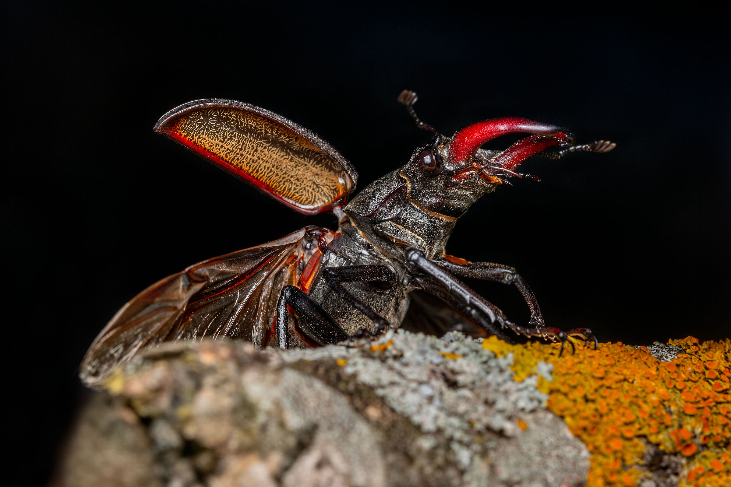 Lucanus cervus