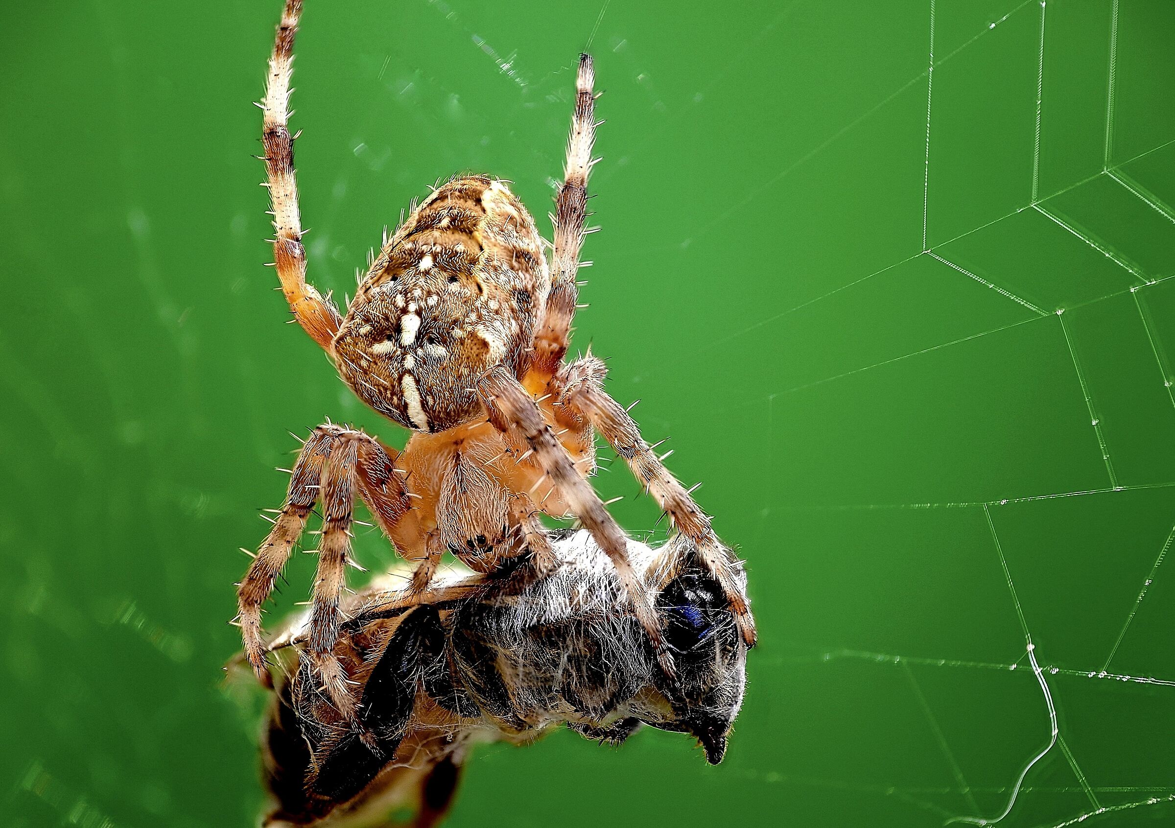 Il ragno, la tela, la preda.