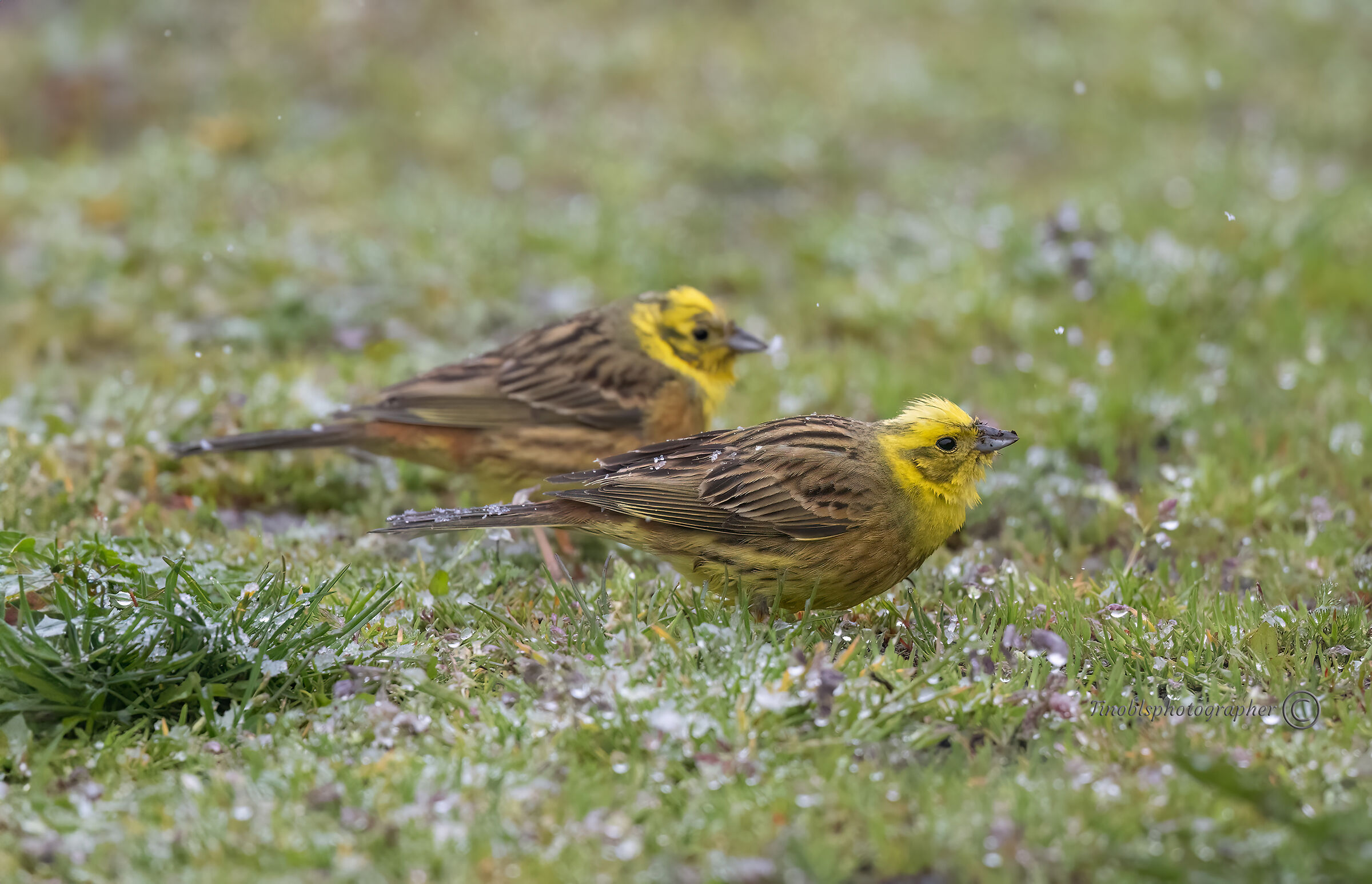 Zigolo giallo (Emberiza citrinella)