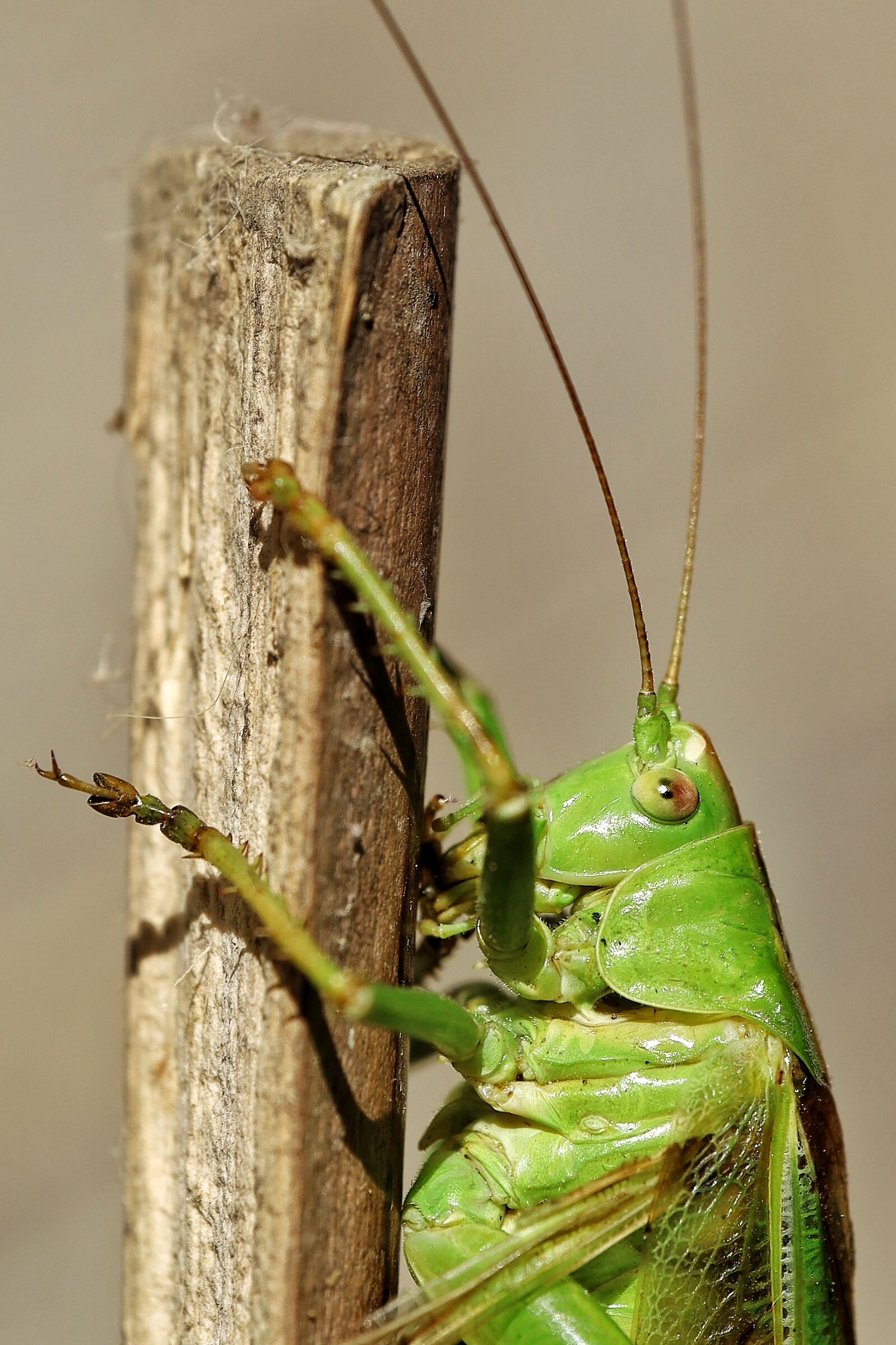 Tettigonia viridissima &female;