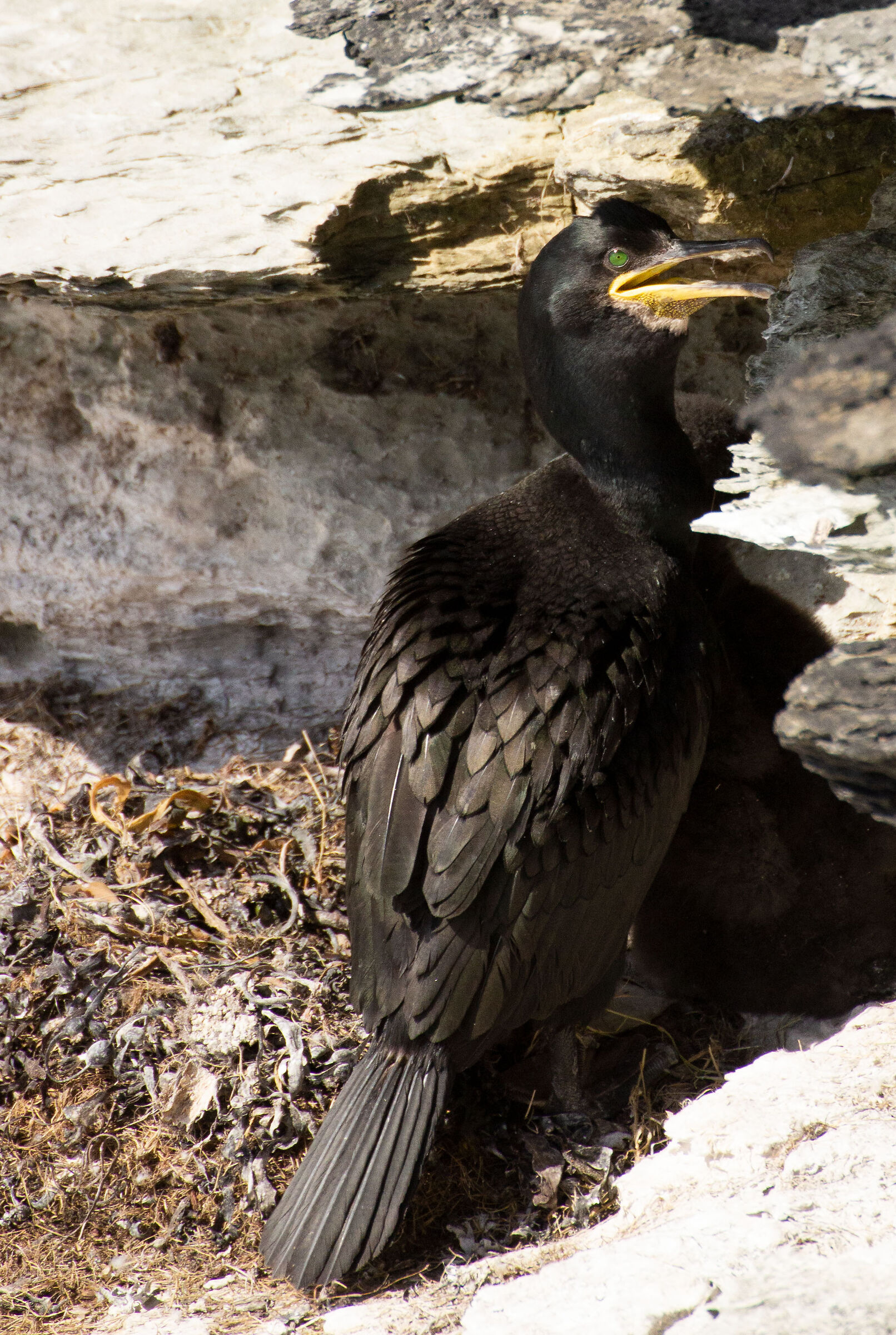 Cormorant in Birsay