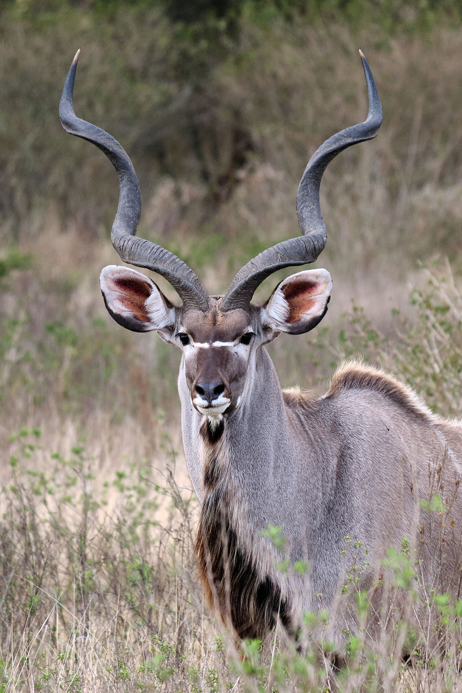 Kudu