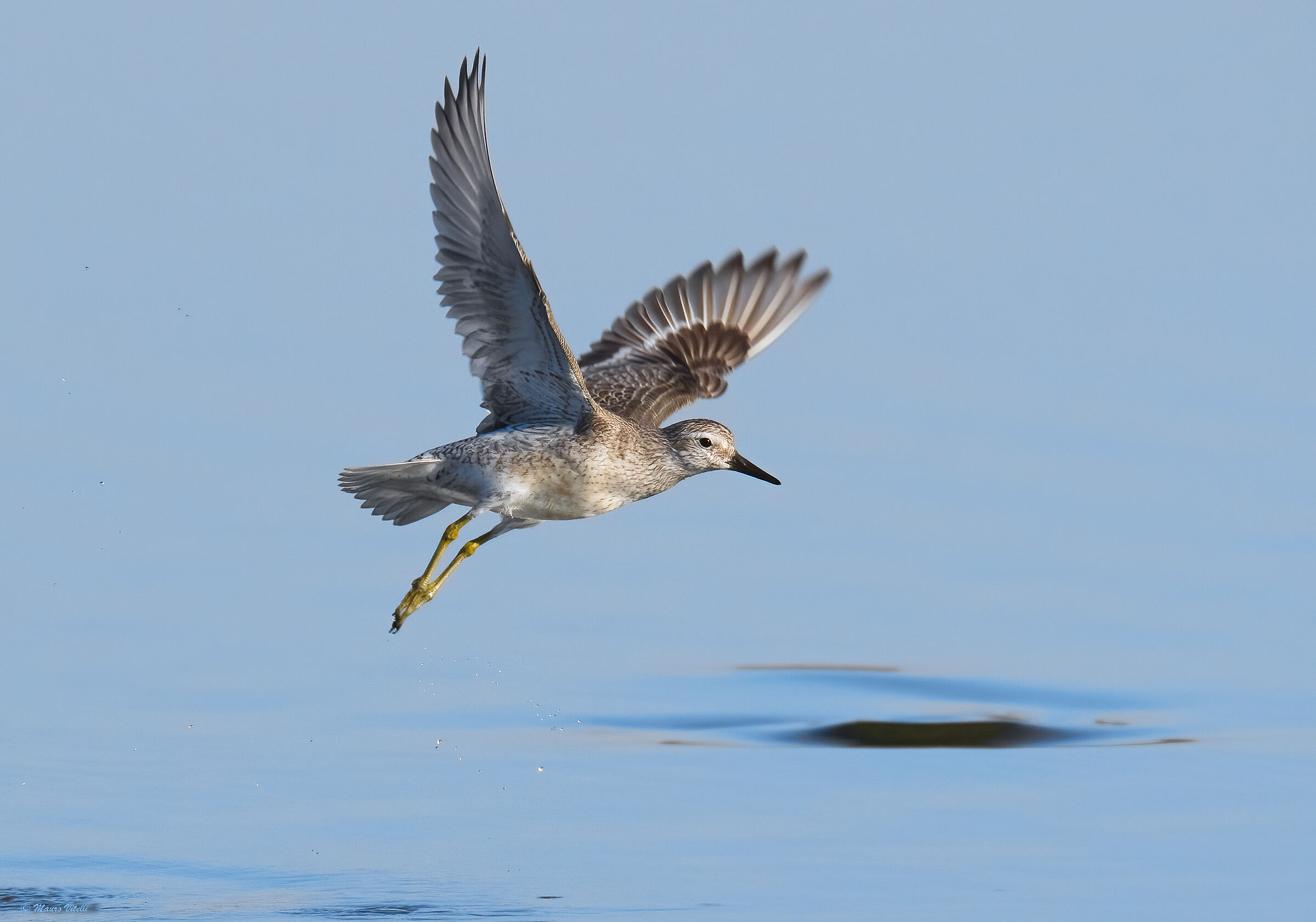 Greater sandpiper (Calidris canutus)