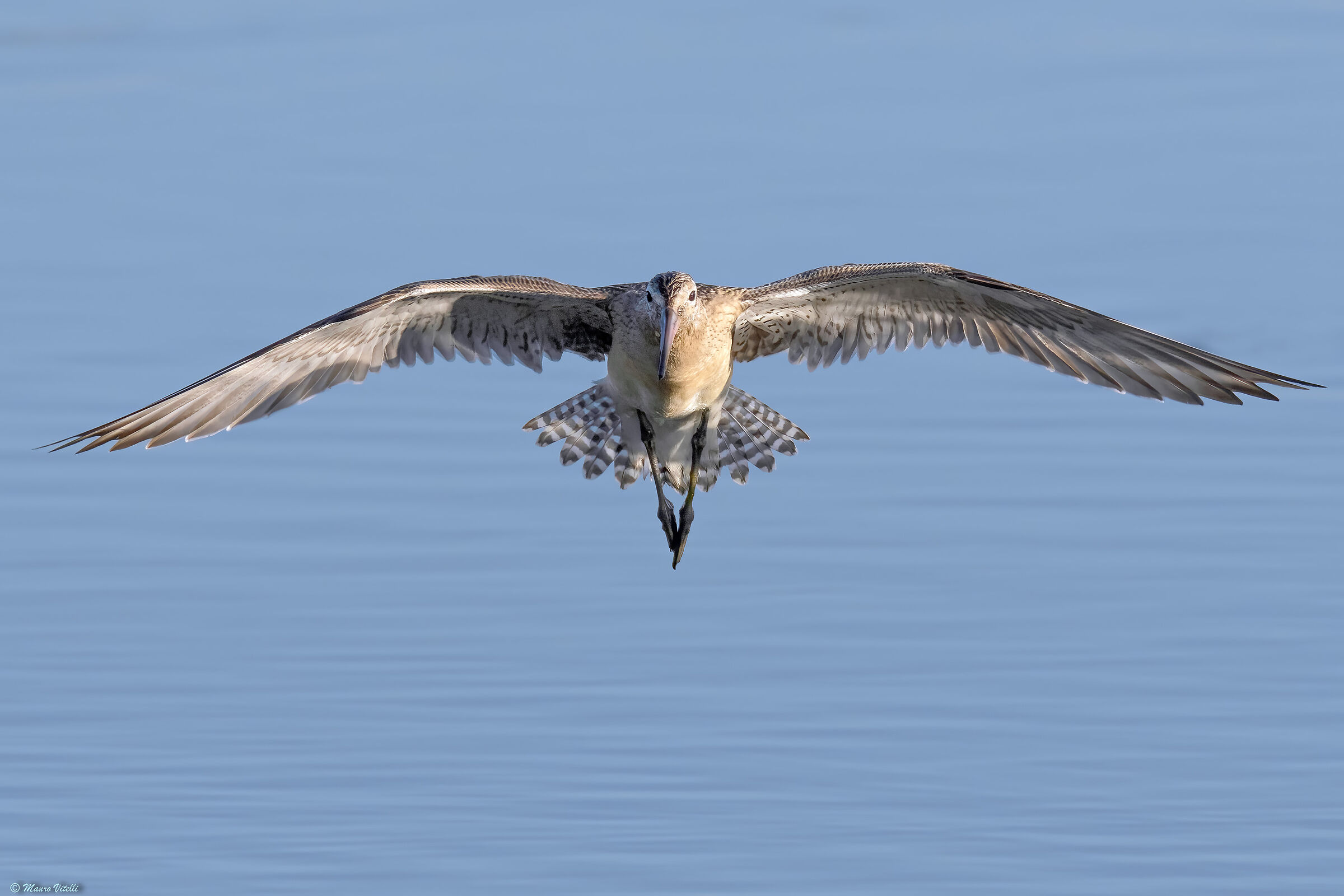 Lesser Pittima (Limosa lapponica)