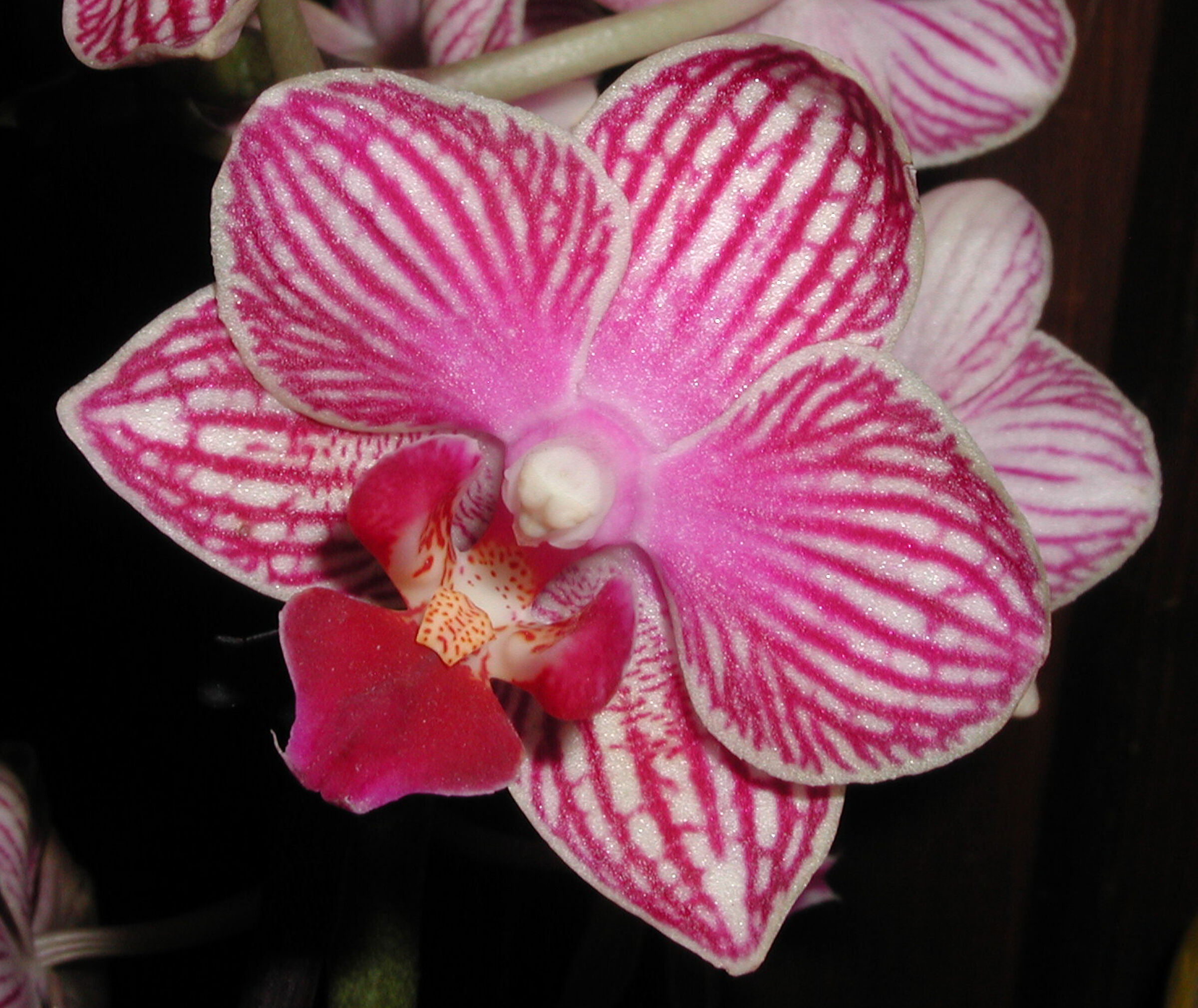 Piccola orchidea