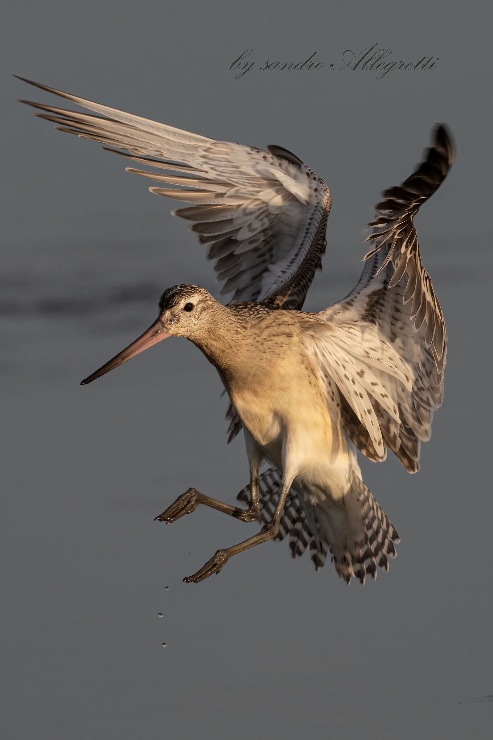 La pittima minore (Limosa lapponica)