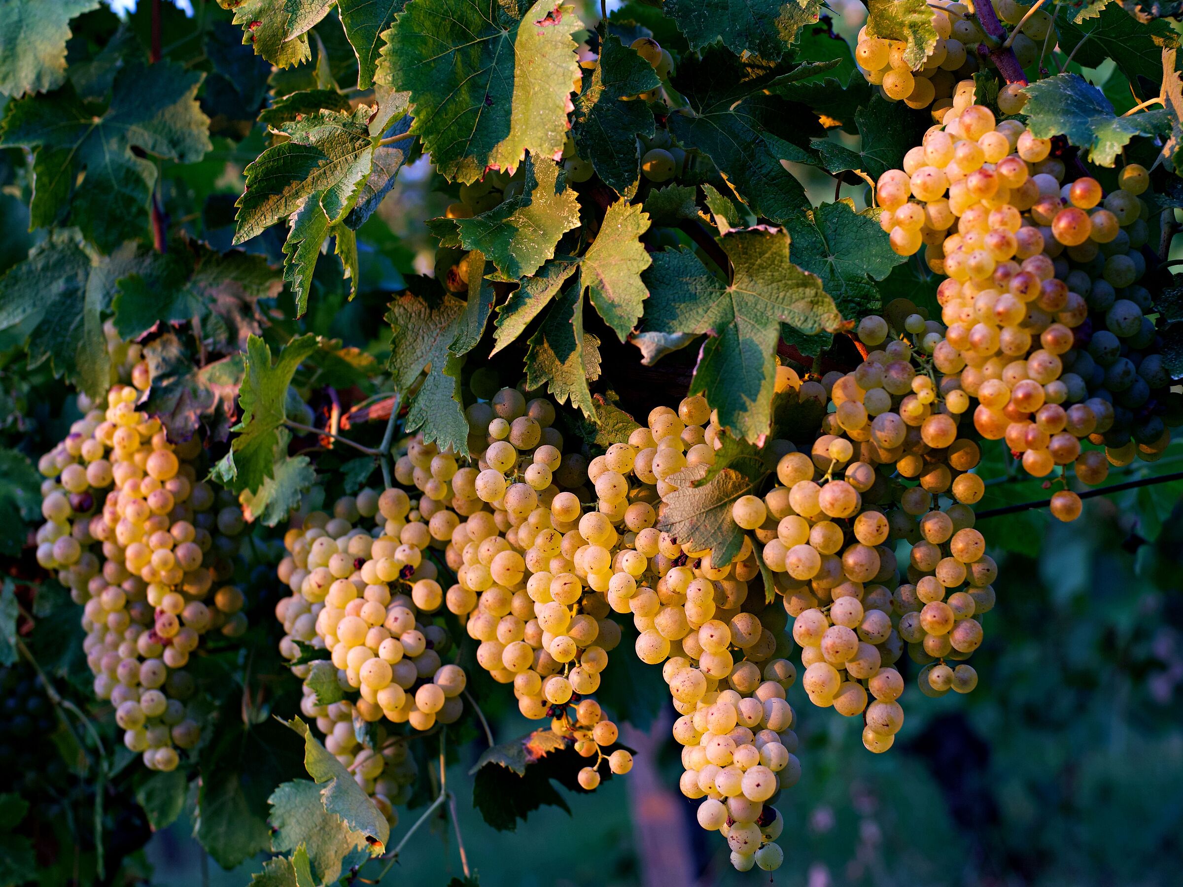 Pronti per la vendemmia