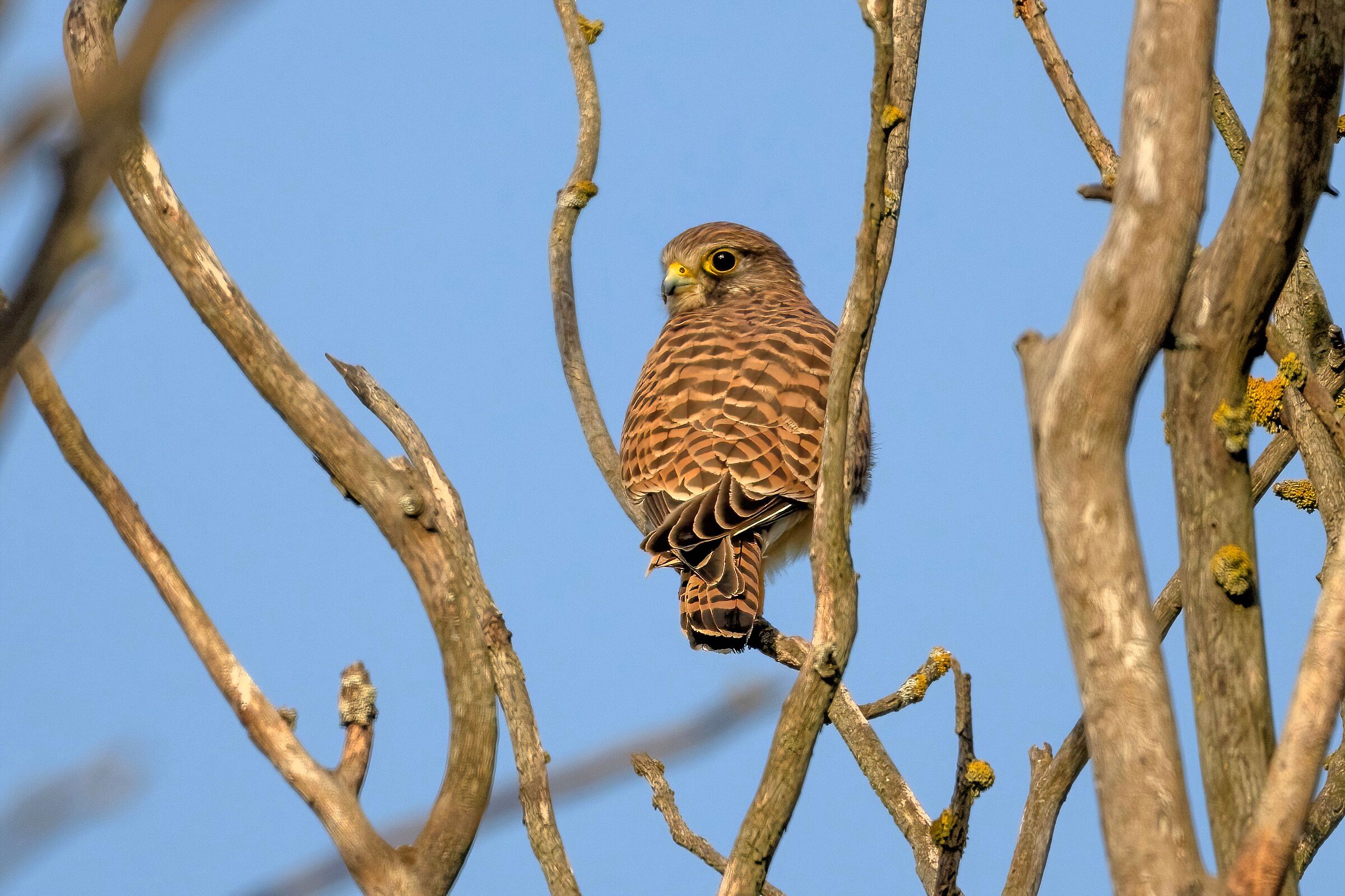 Kestrel (Falco tinnunculus)
