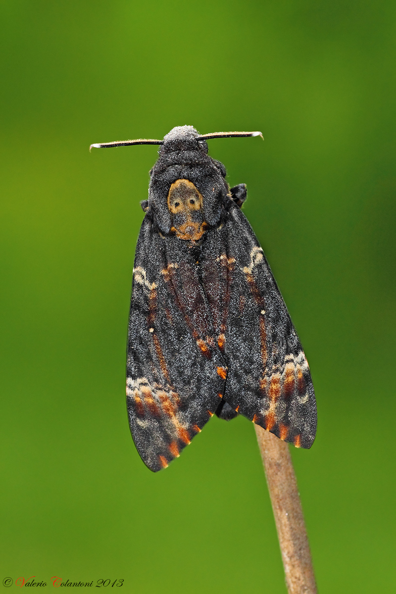 Sphinx death's head - Acherontia atropos