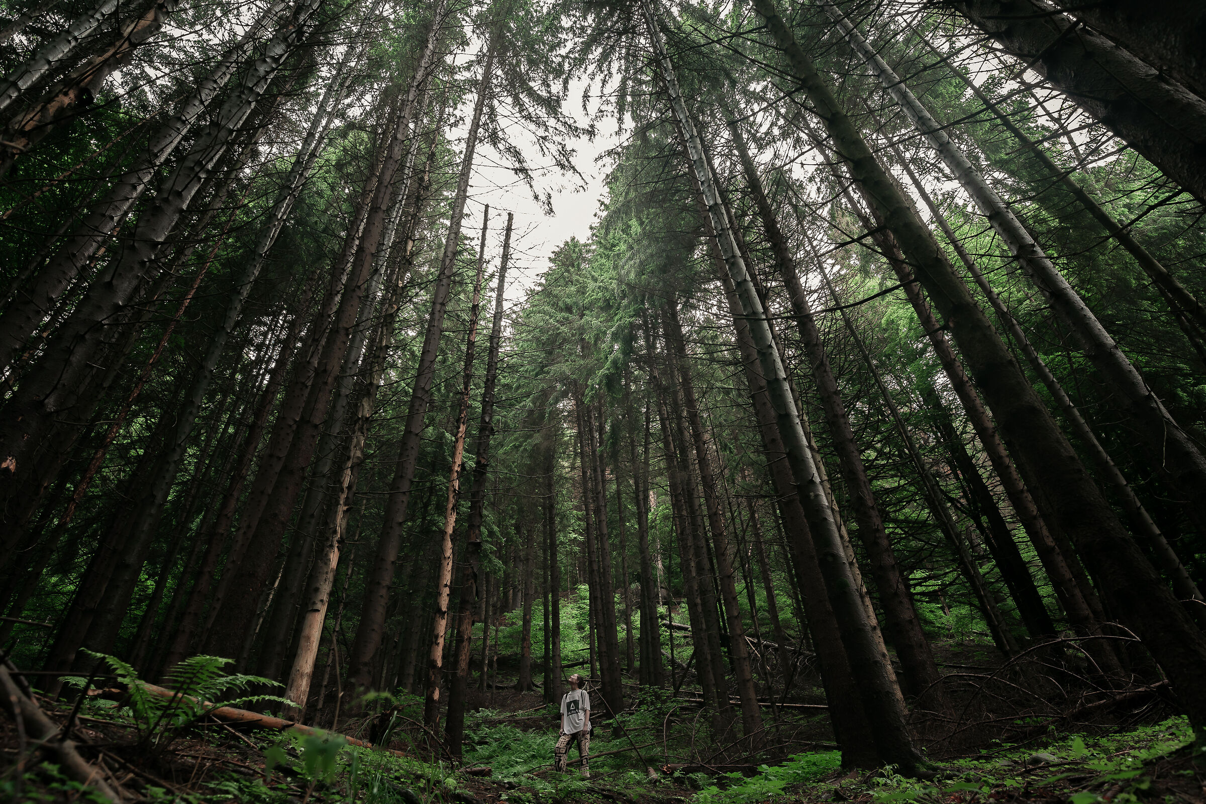 Woods