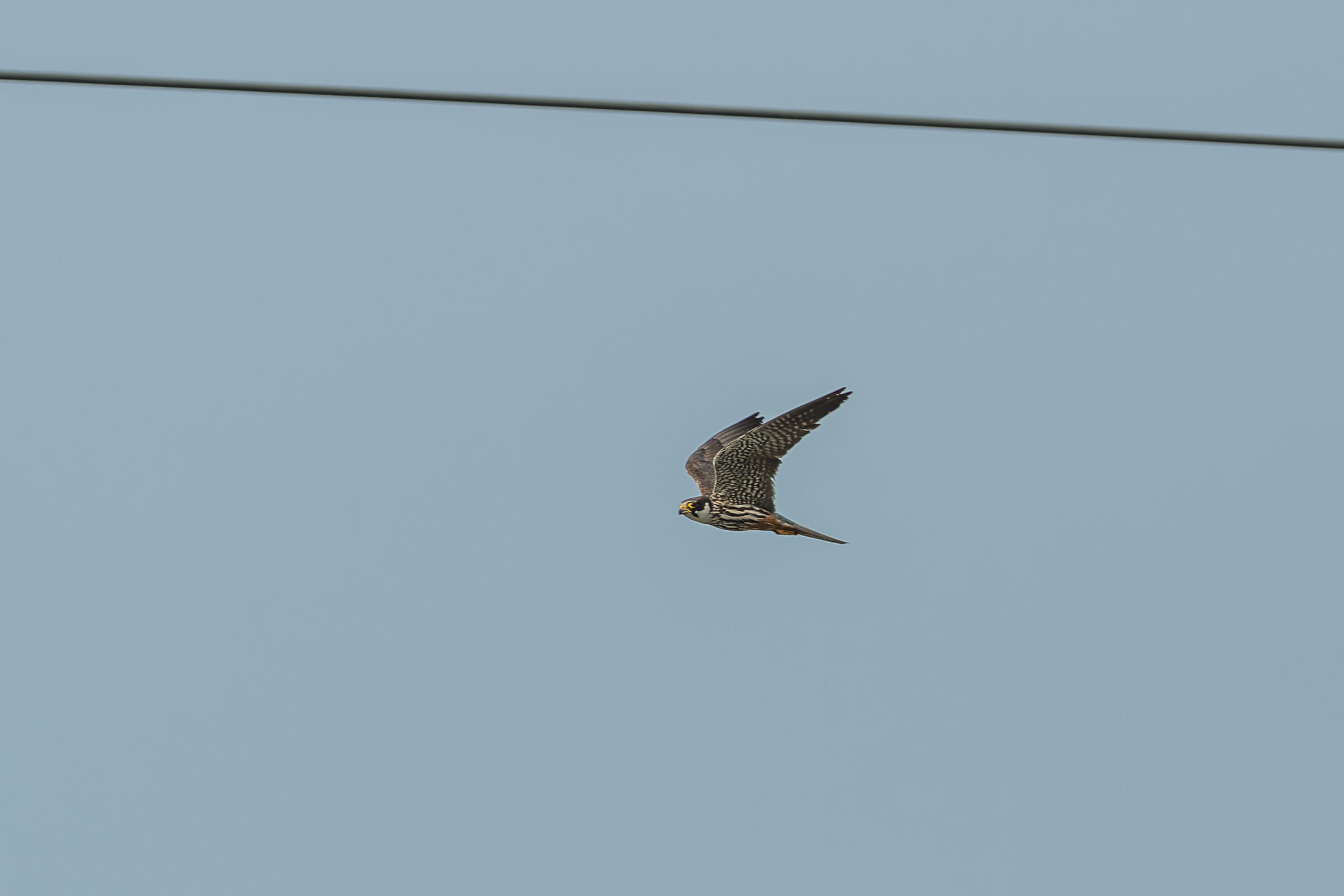 Falco lodolaio