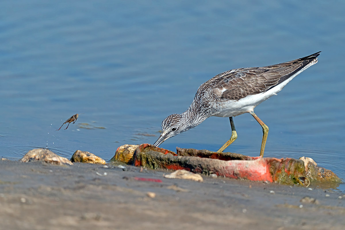 e' mejo annà via !!!!!