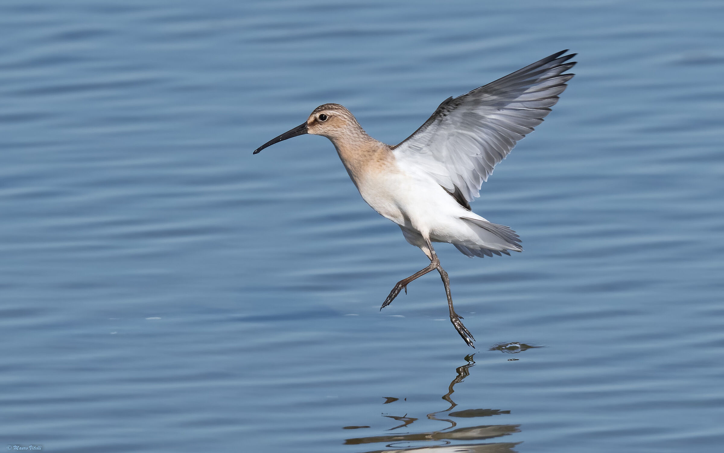Common sandpiper (Calidris ferruginea)