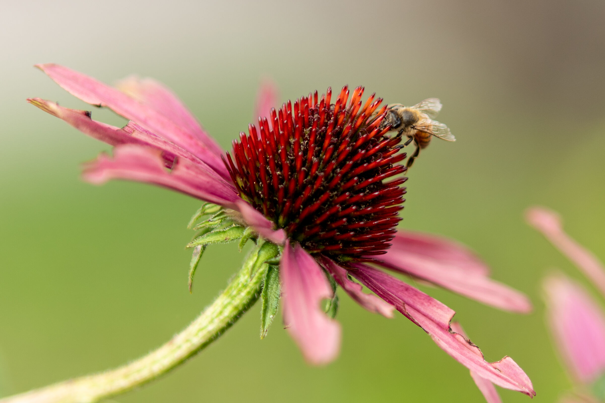 Echinacea what a passion