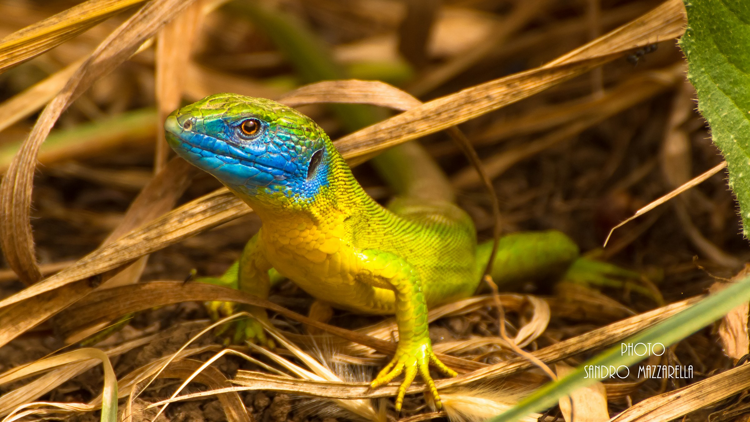Green lizard
