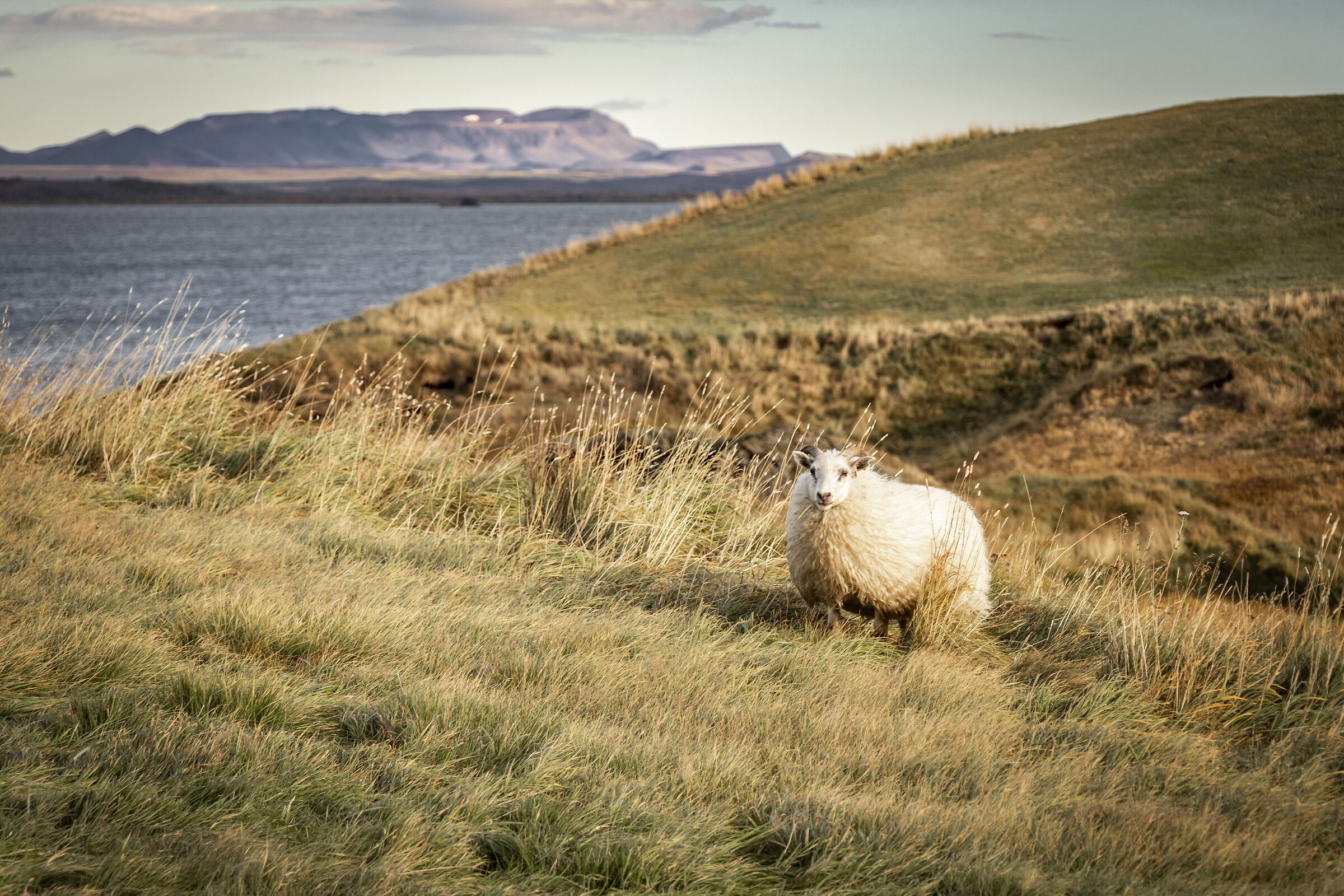 sheep