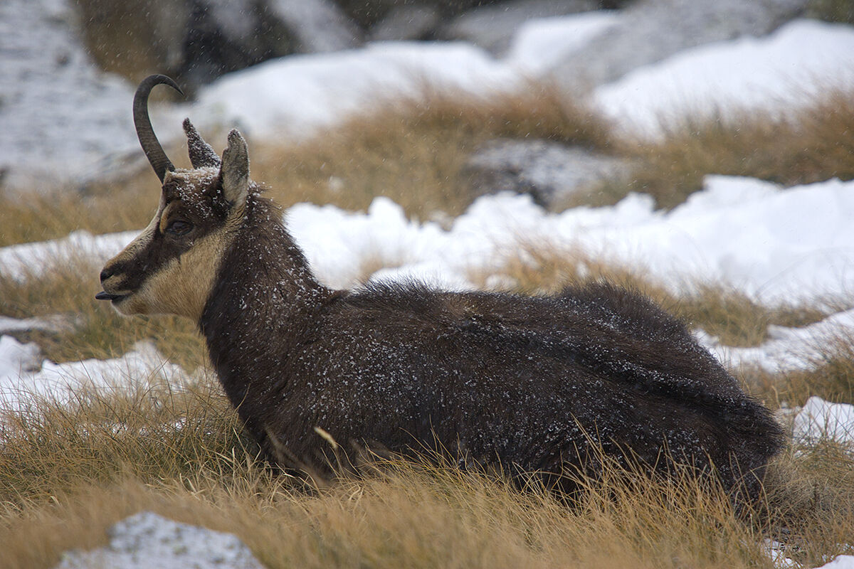 Camoscio con un corno sotto la neve