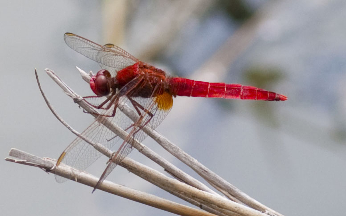 Libellula