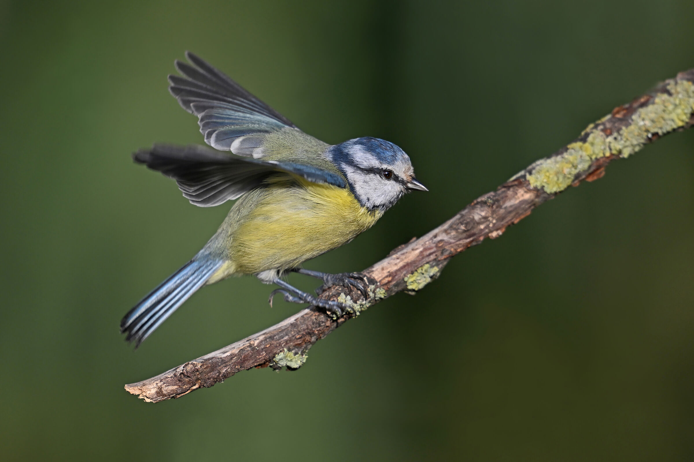 Feather Stories 11 (Young Blue)