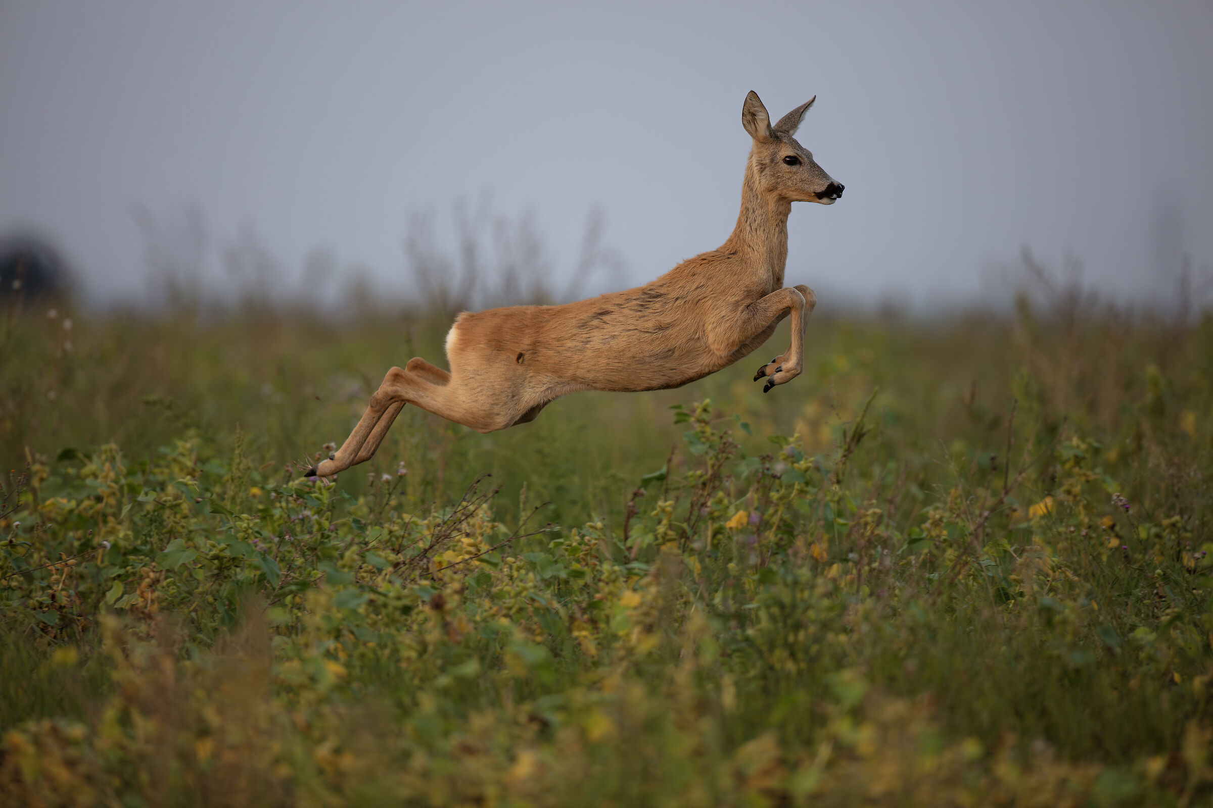 Roe deer