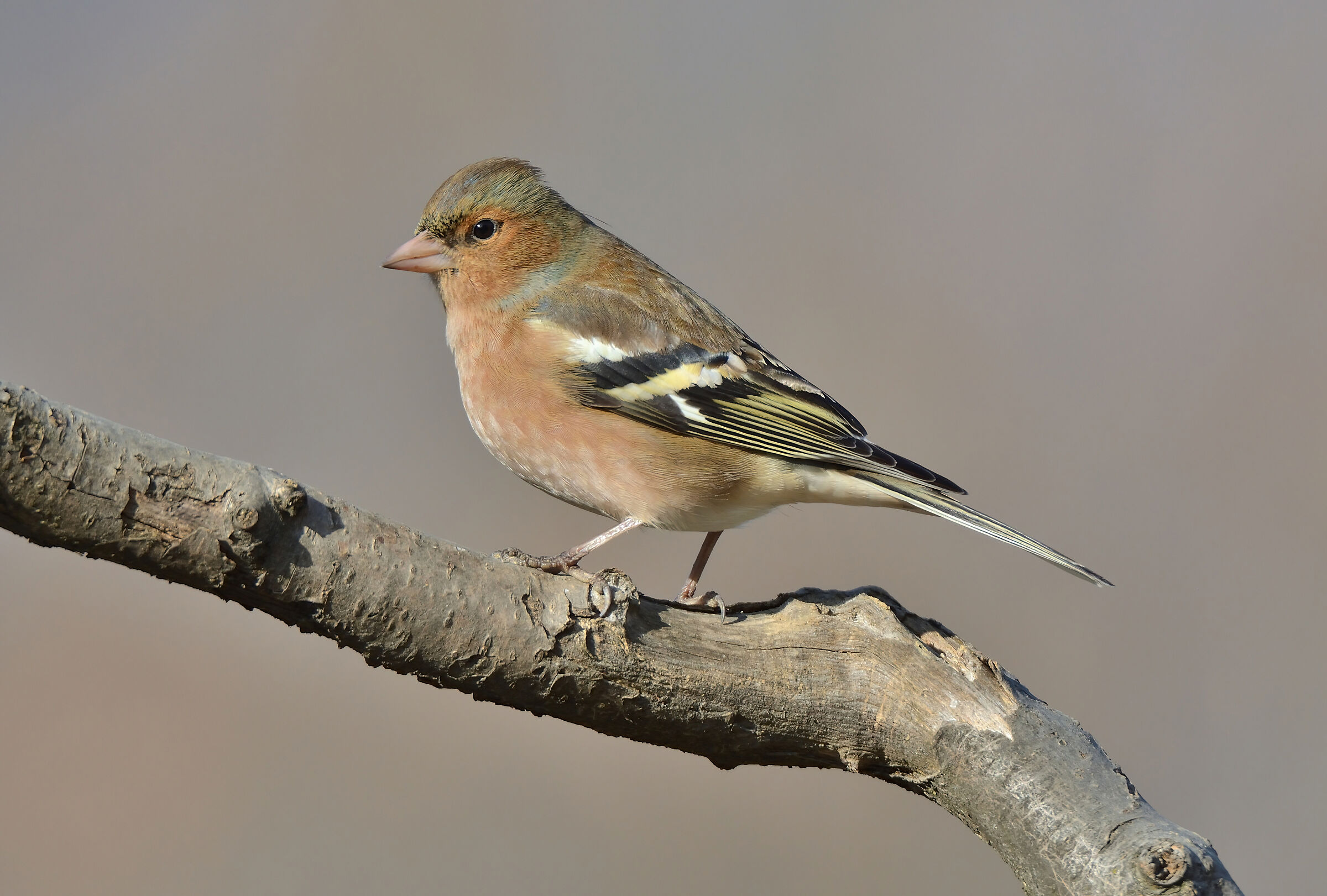 Chaffinch