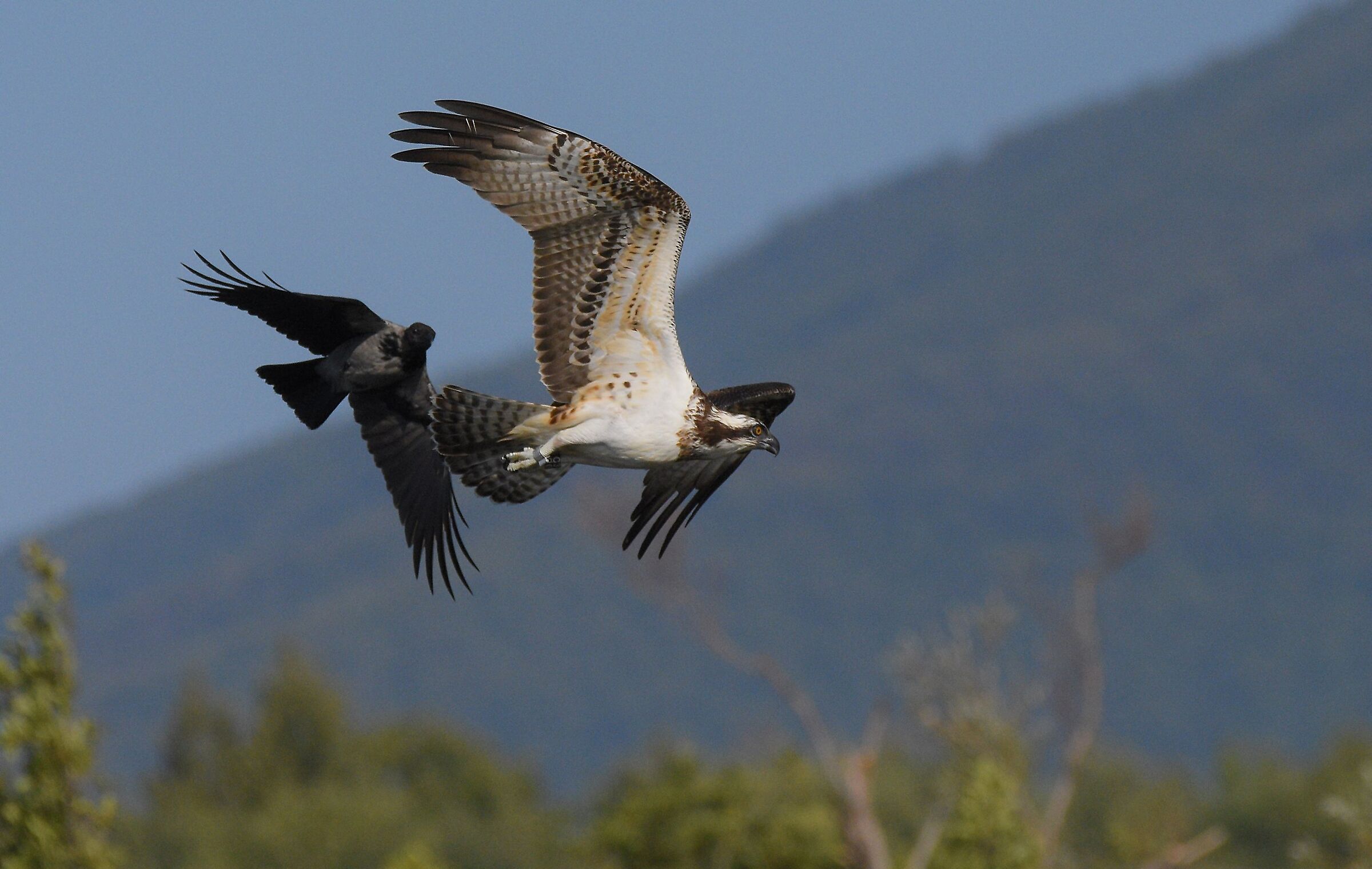Attack on the Fisherman ...