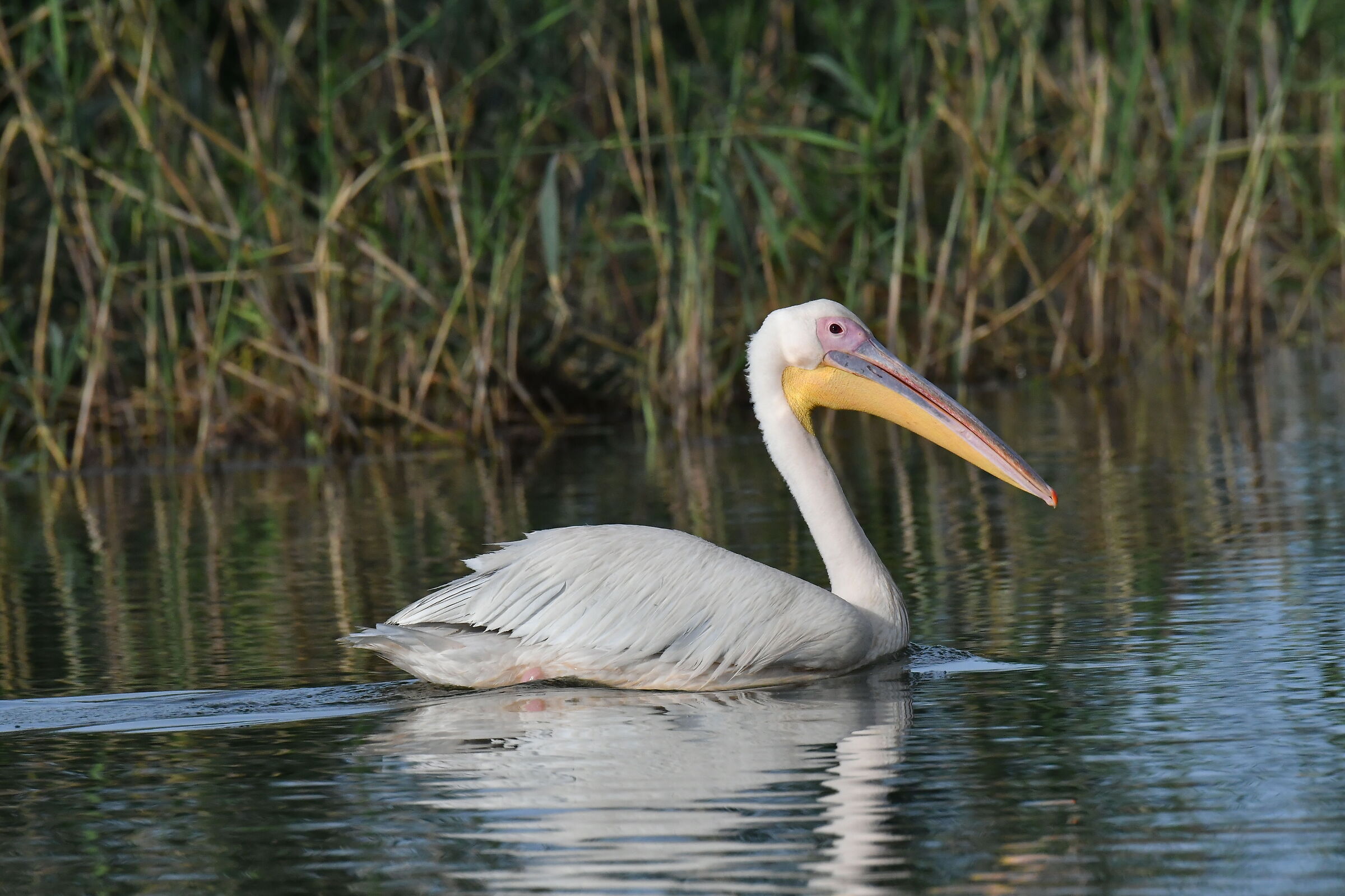 Il Delta del Danubio