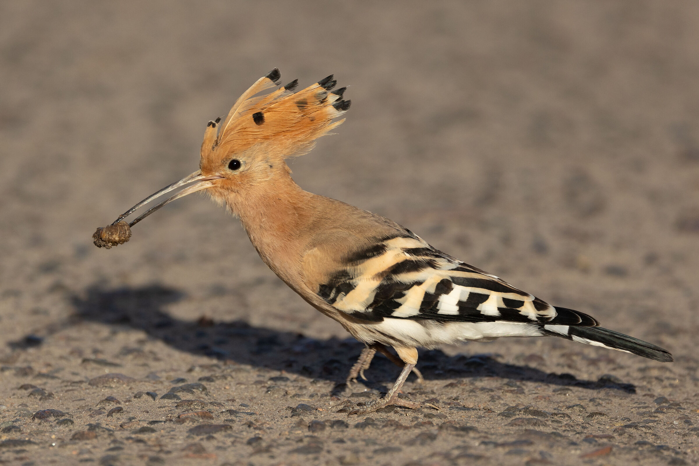 Hoopoe with prey