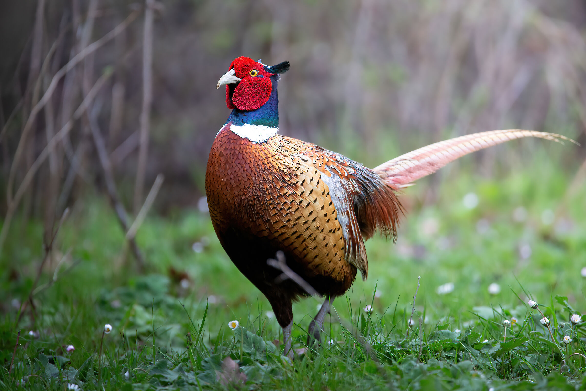 Pheasant pride