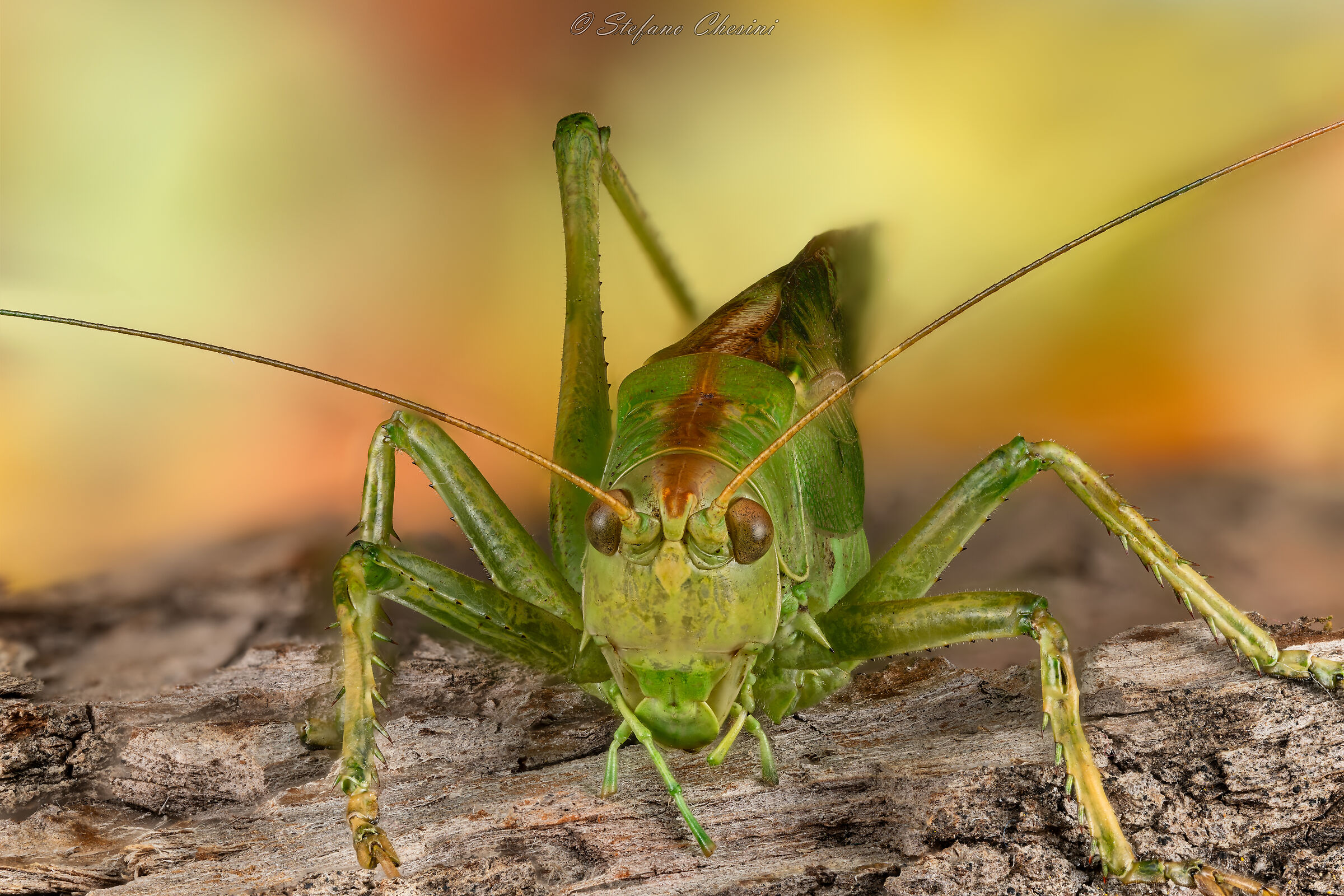 Cavalletta superstar 2