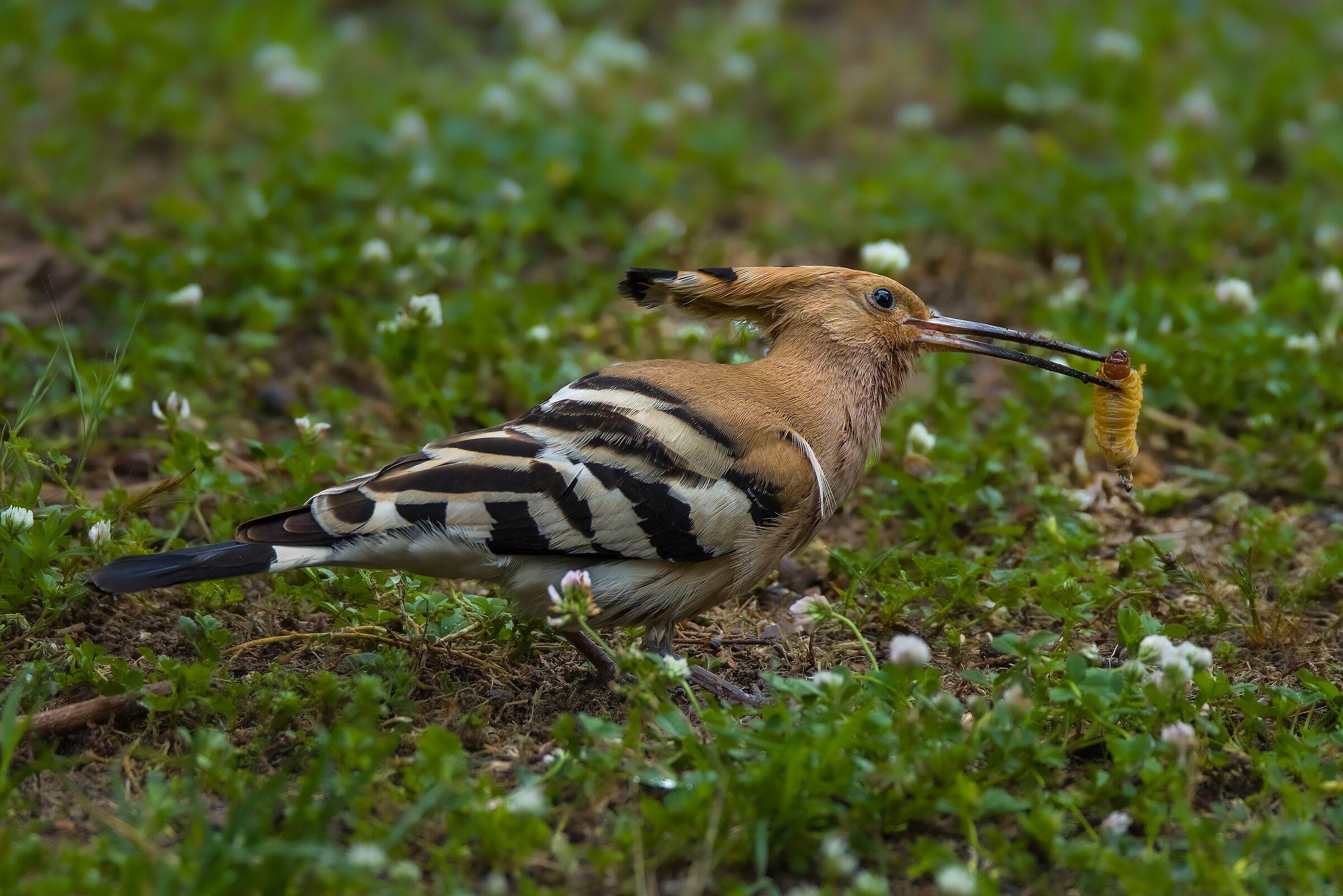 Hoopoe