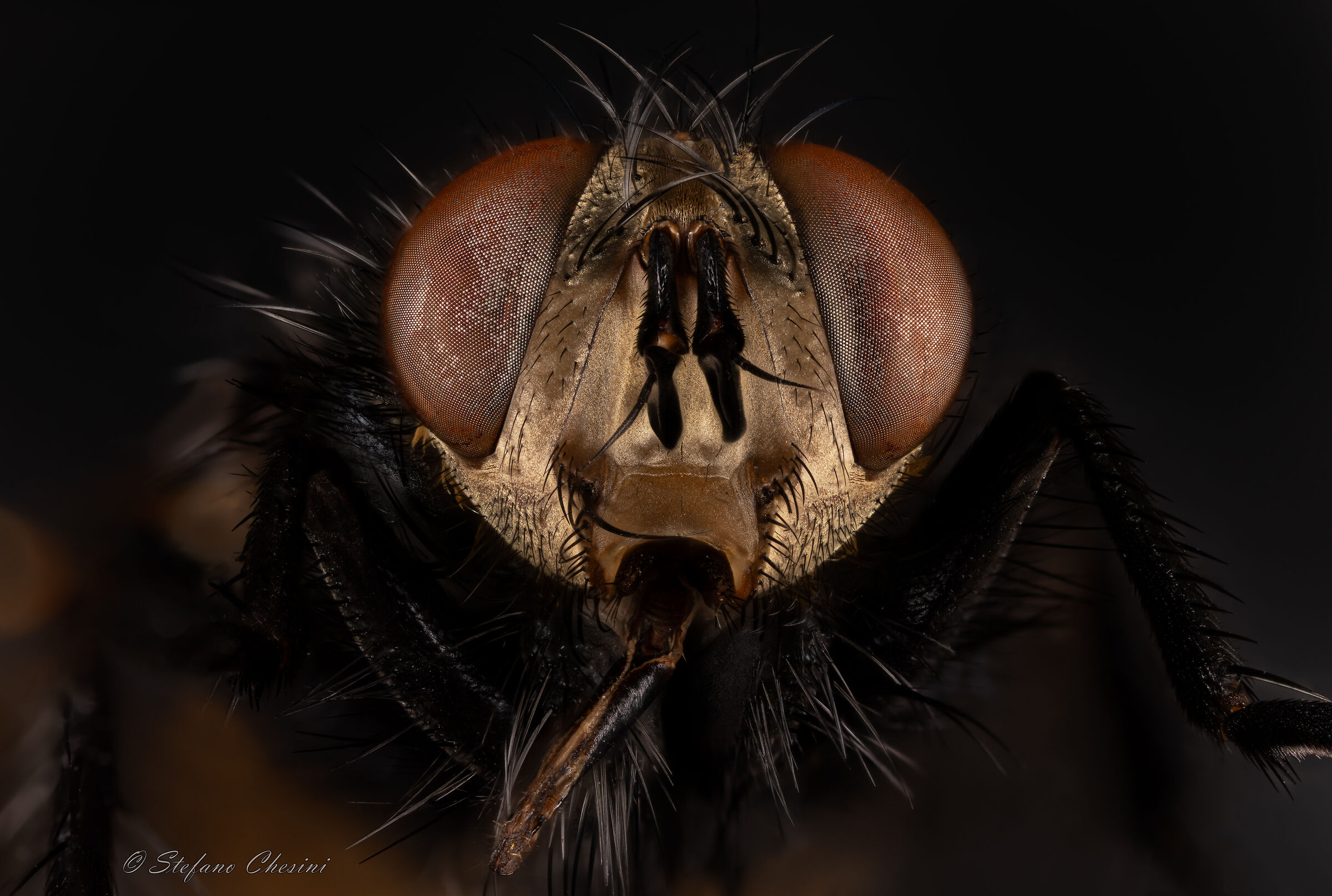 Ritratto di una cavalletta