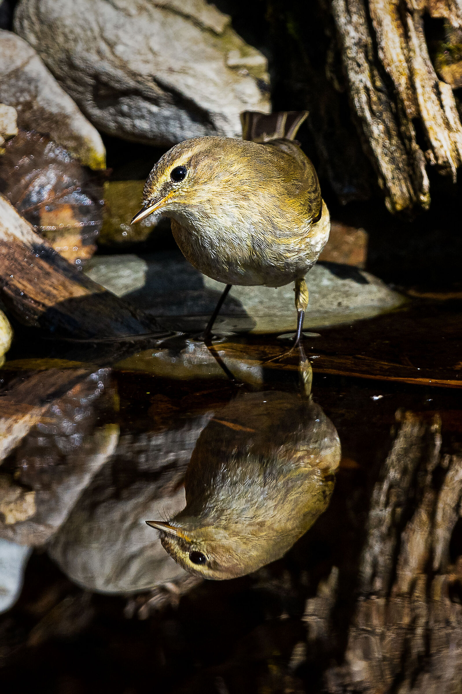 lui piccolo allo specchio
