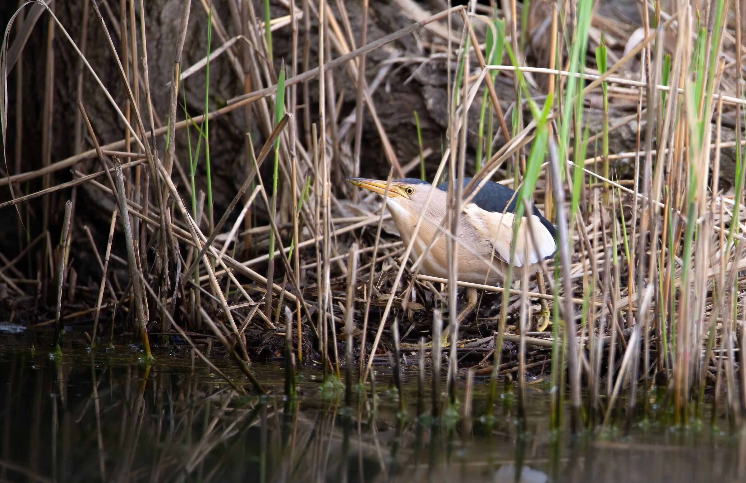 Little bittern in the reeds