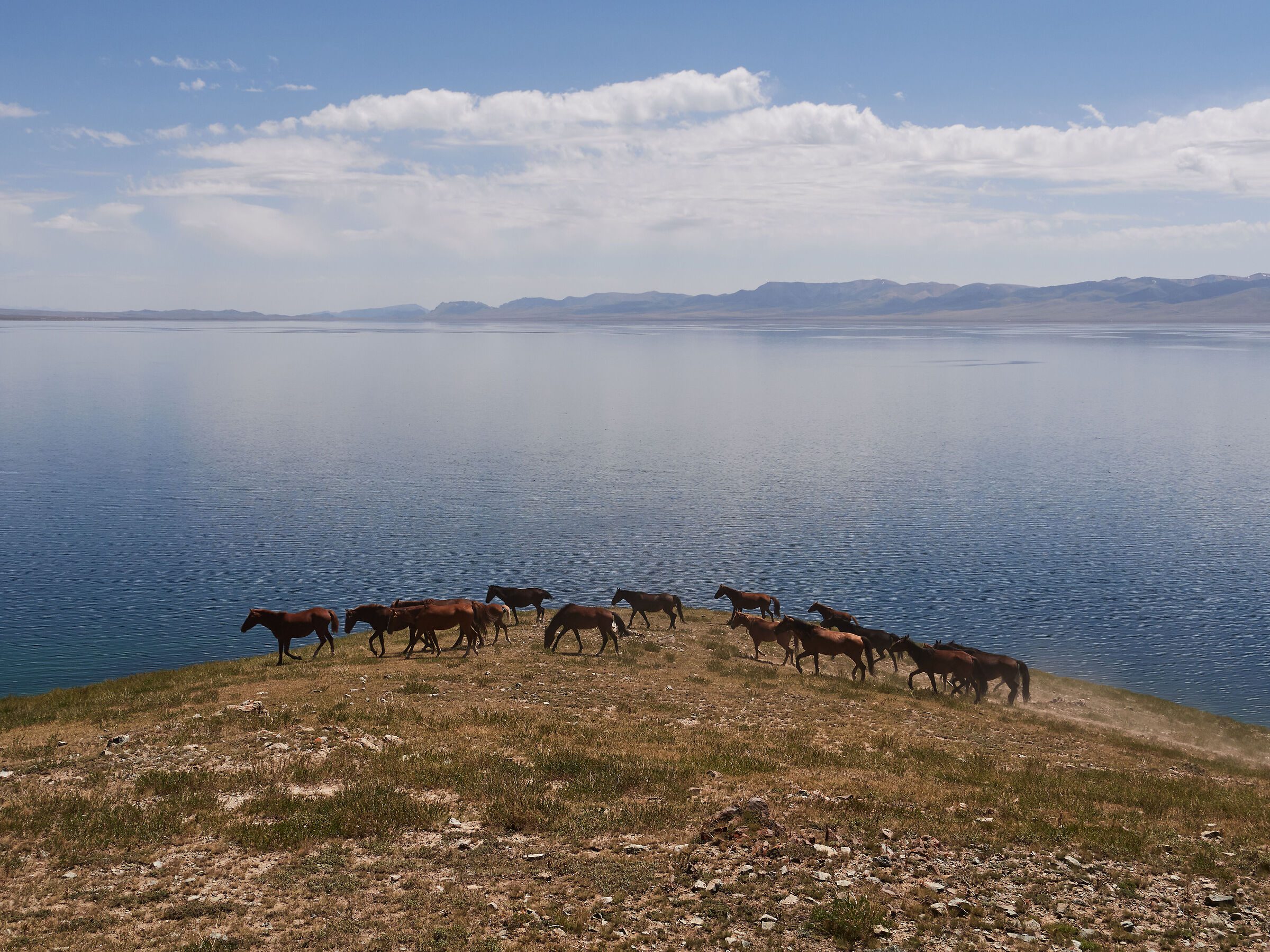 La mandria si muove sotto il sole del meriggio