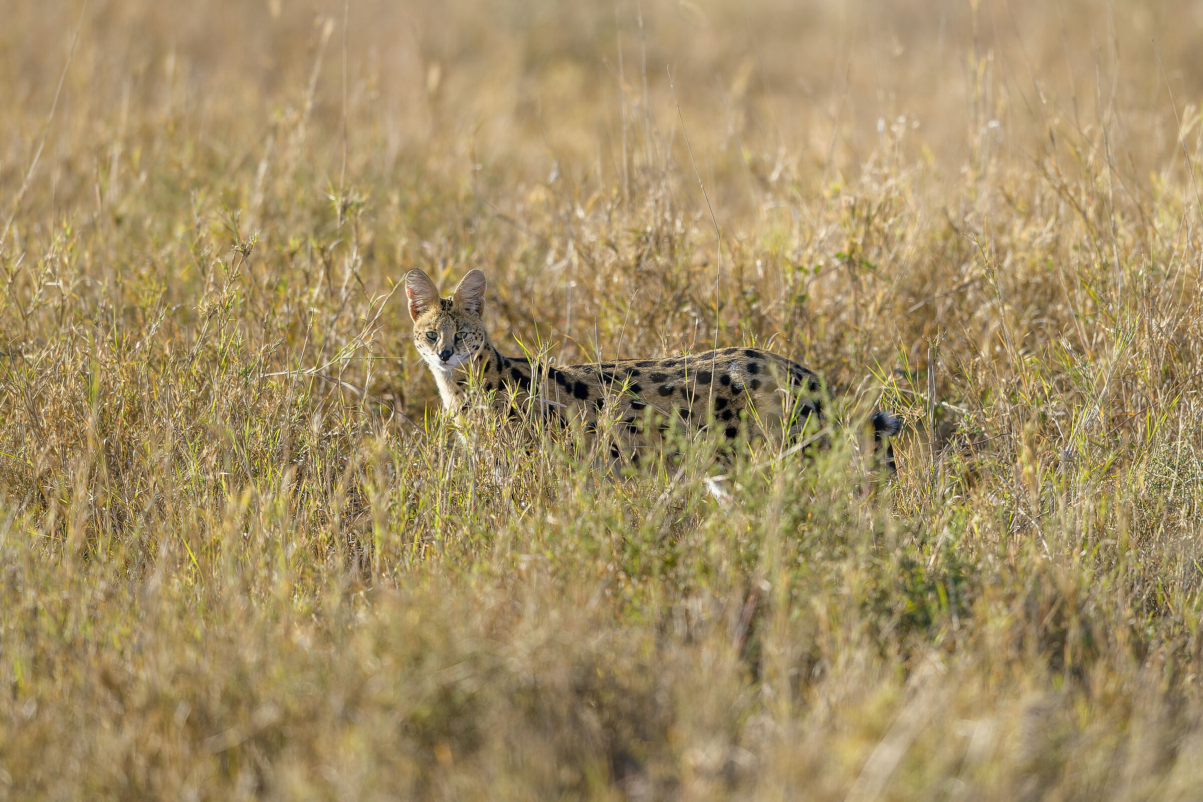 Serval, Serengeti