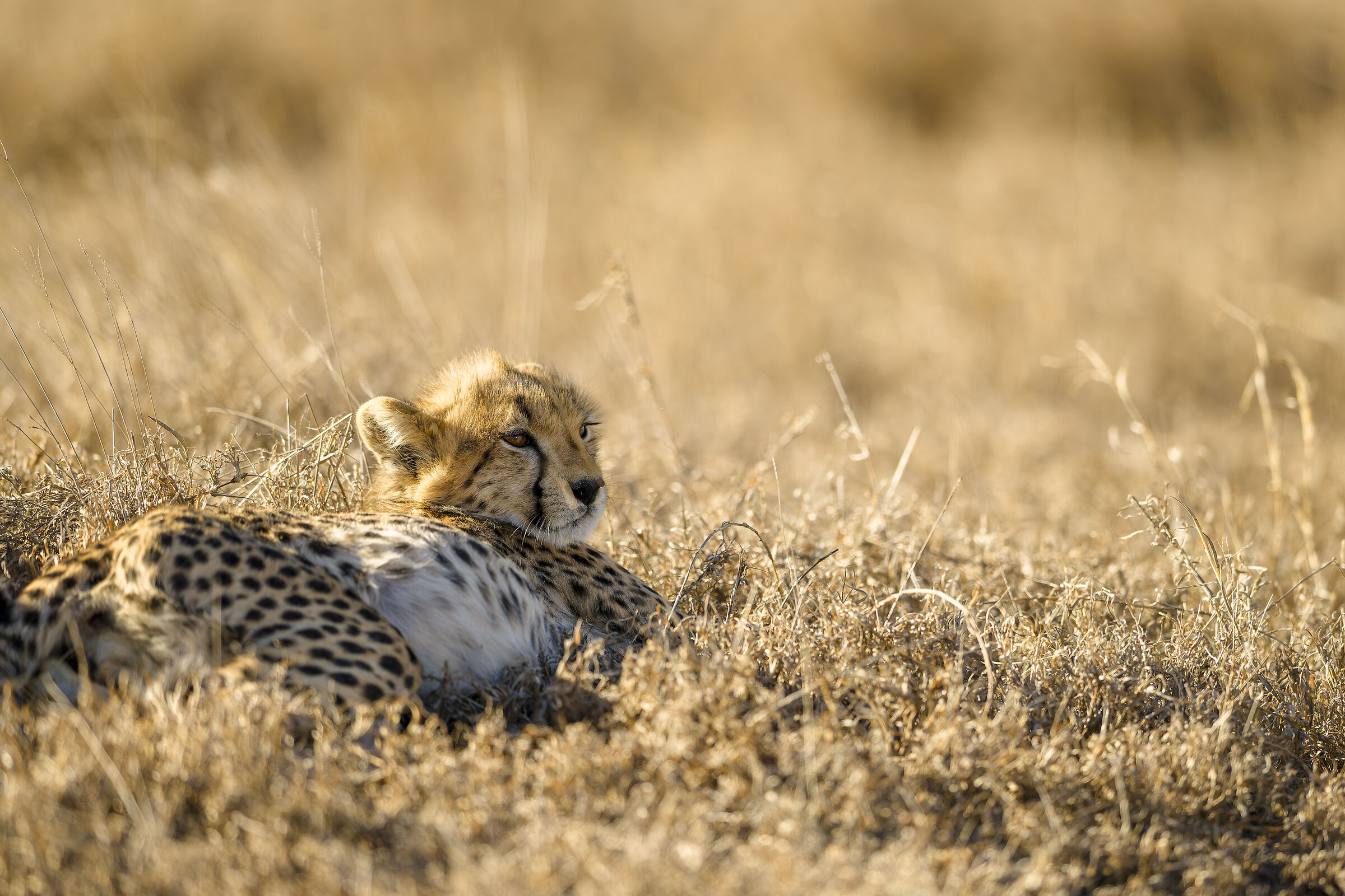 Cheetah, Serengeti.