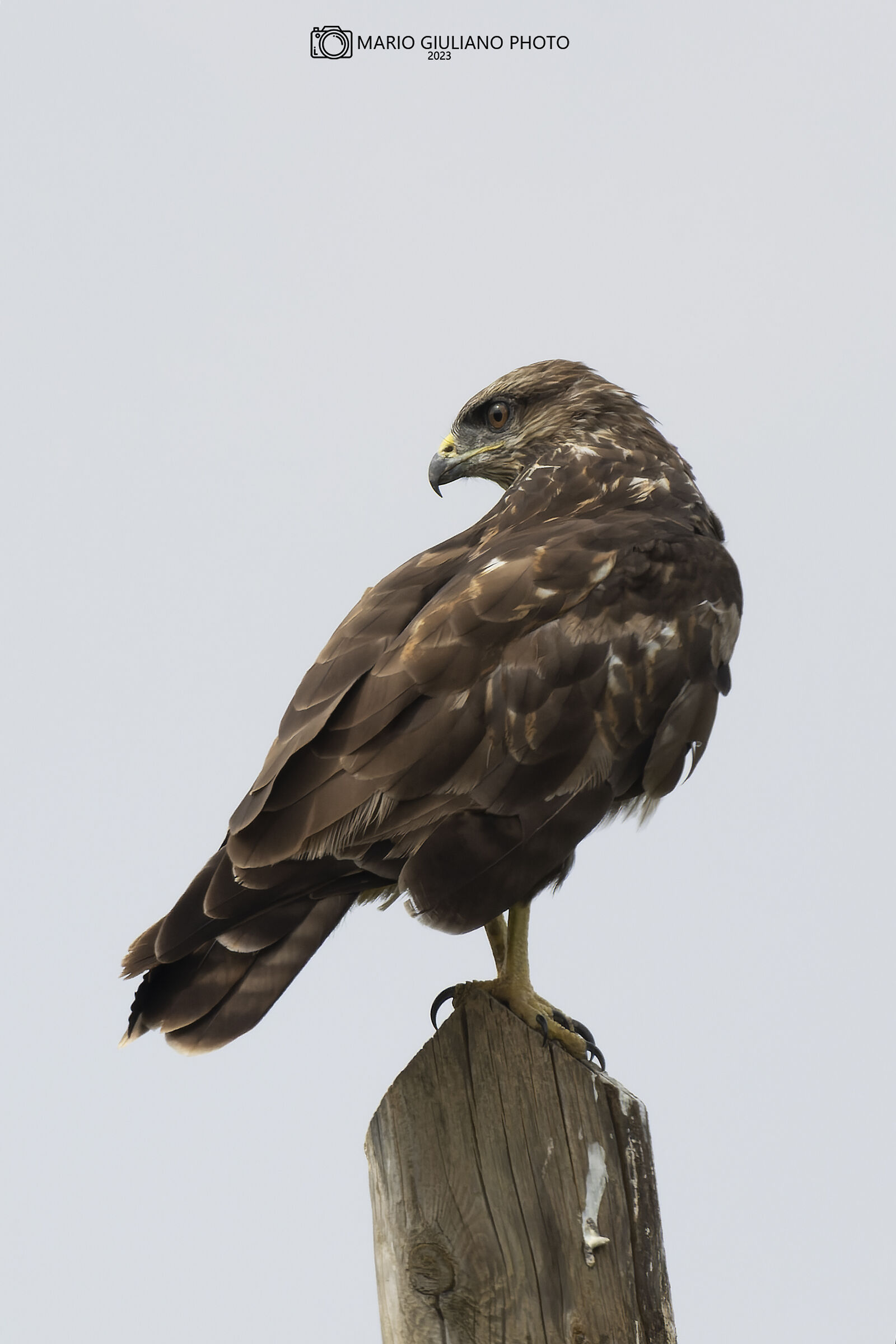 Buzzard